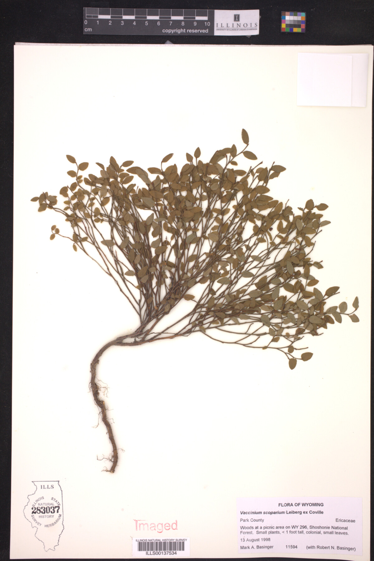 Vaccinium scoparium image