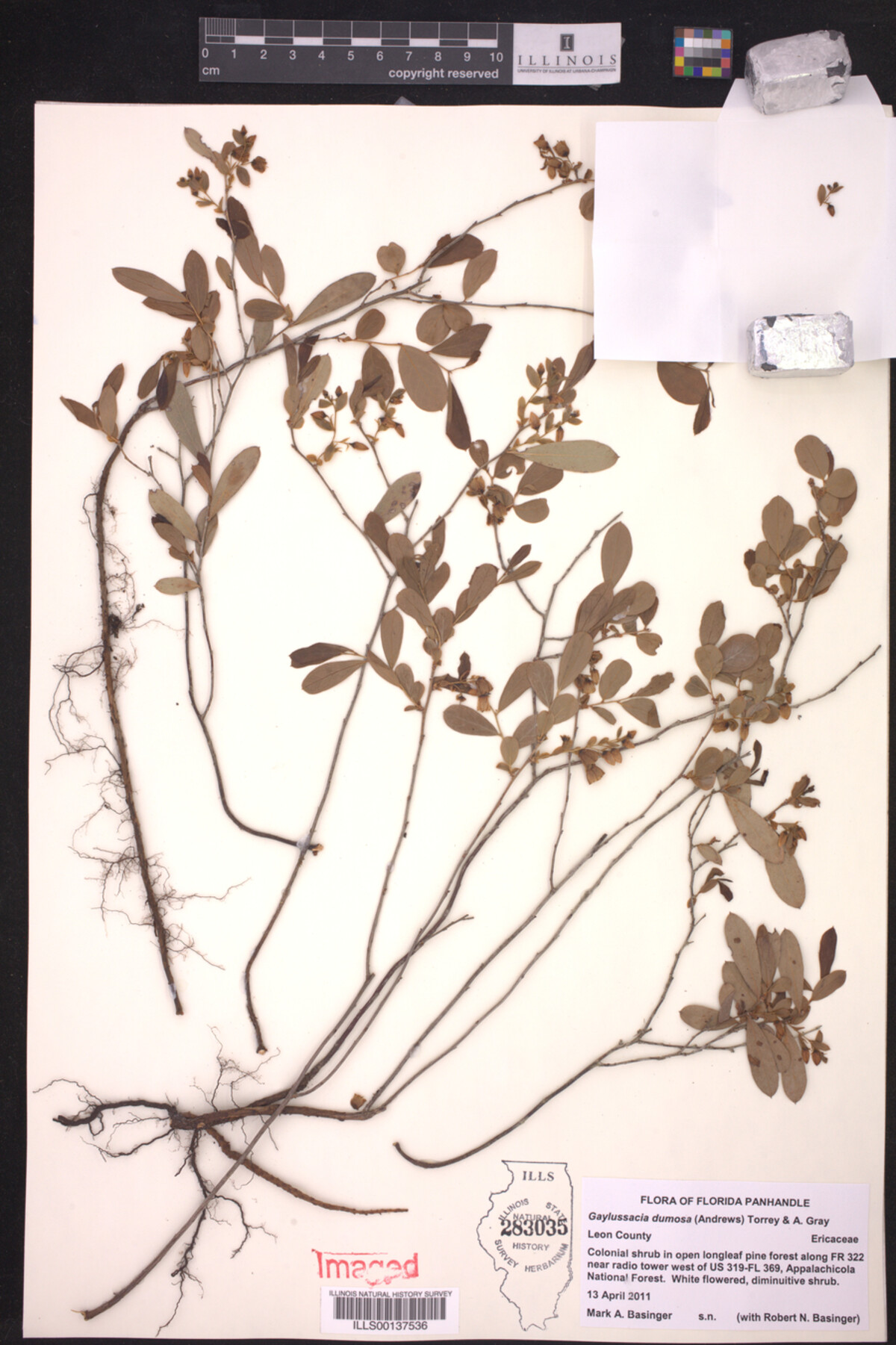 Gaylussacia dumosa image
