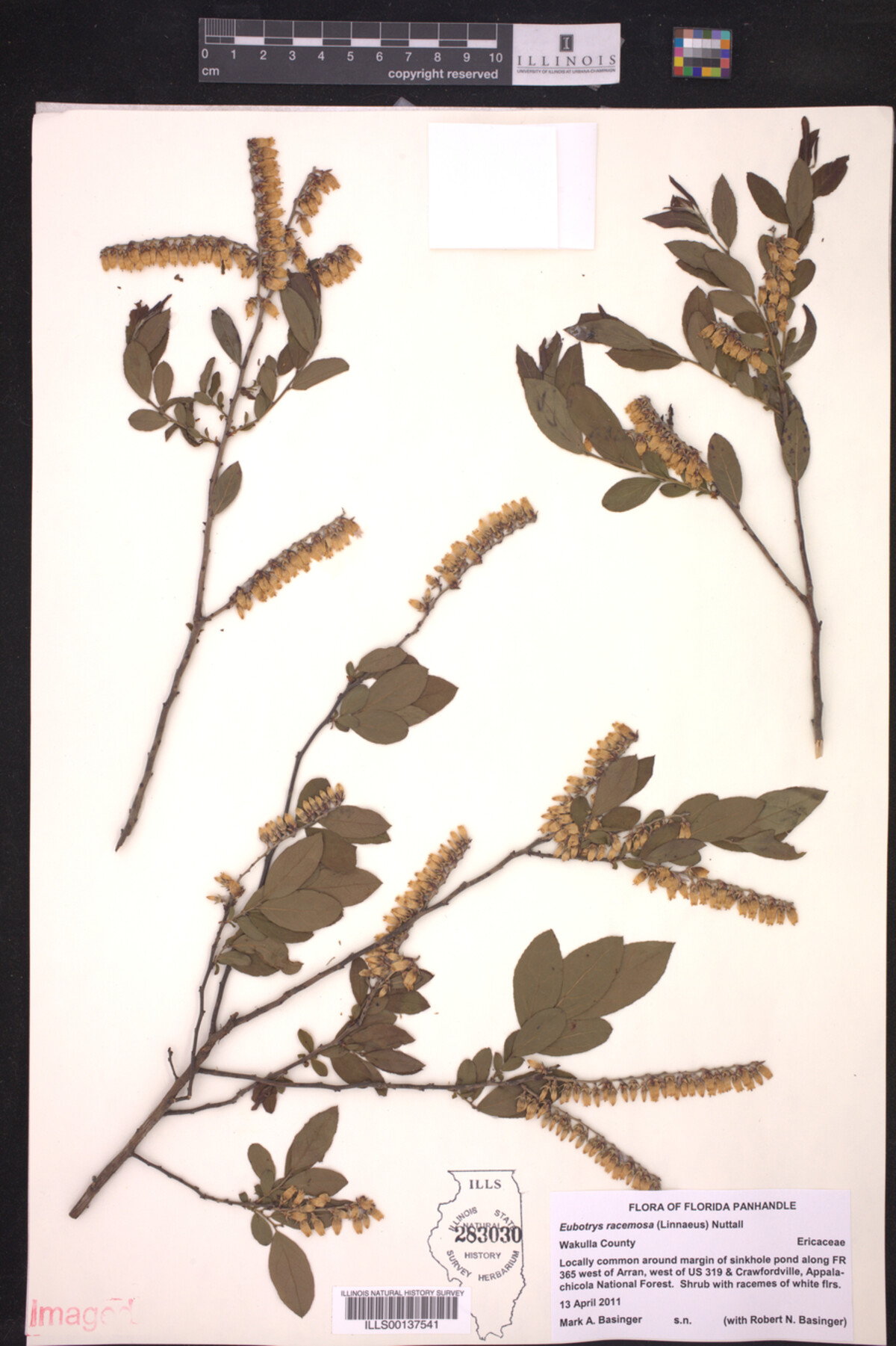 Eubotrys racemosa image