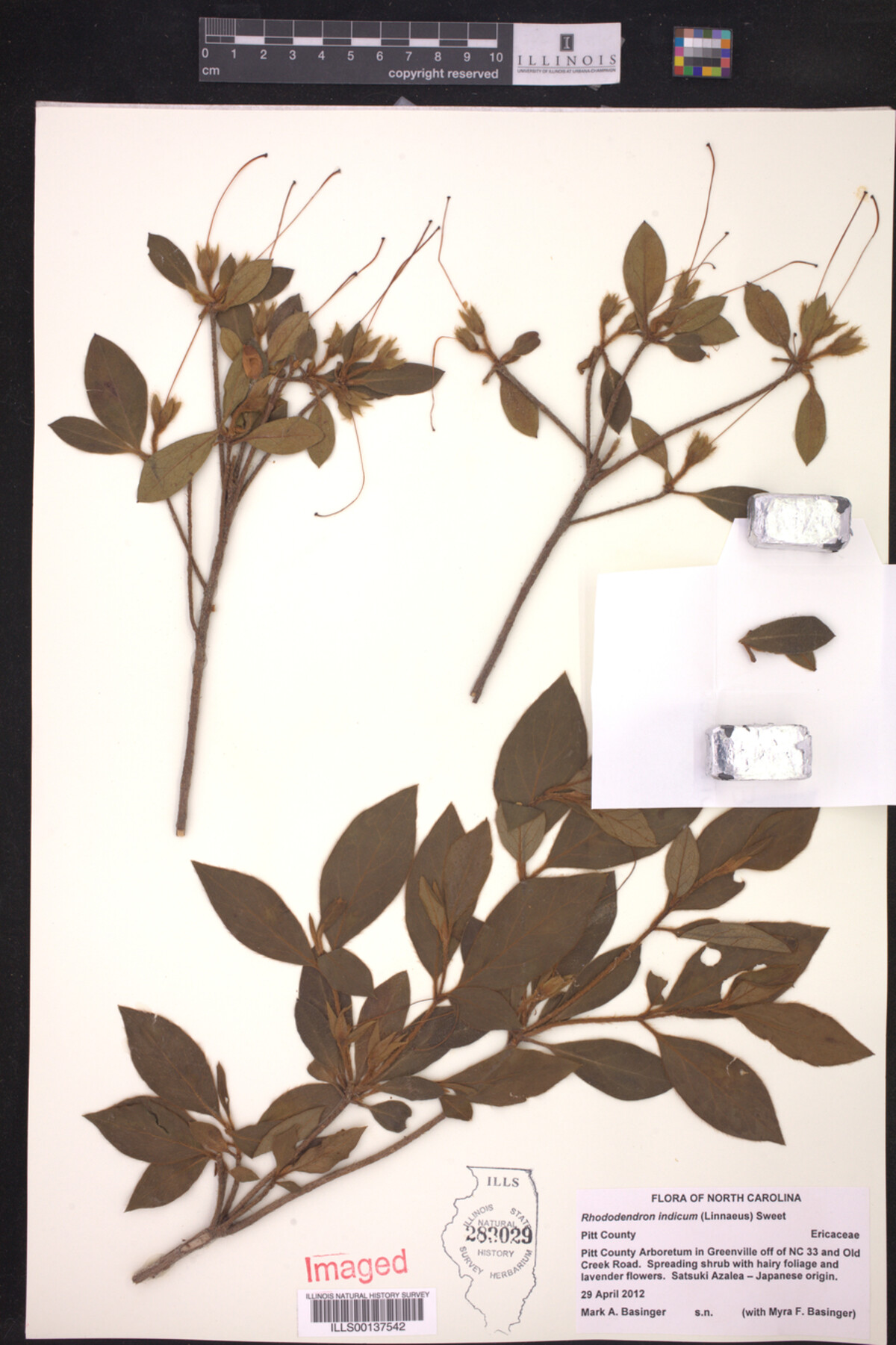 Rhododendron indicum image