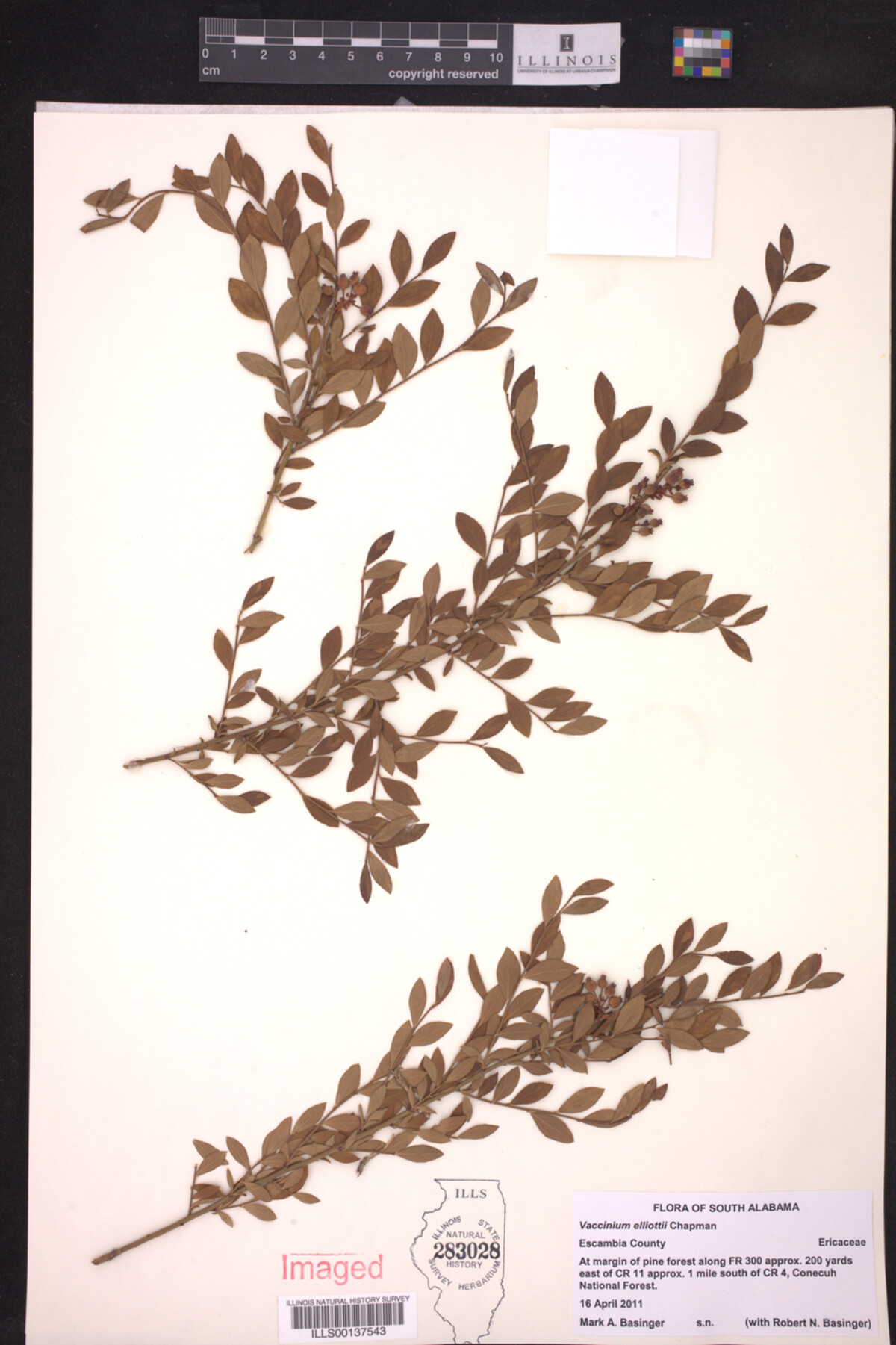 Vaccinium elliottii image