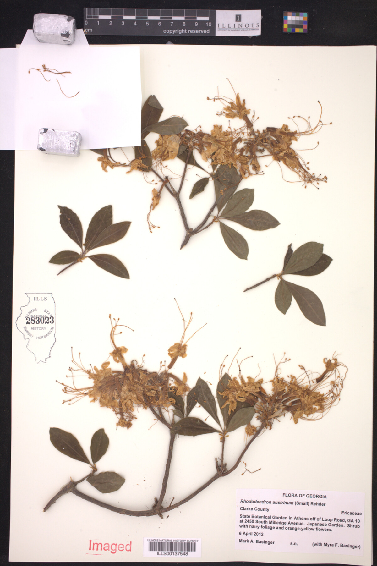 Rhododendron austrinum image