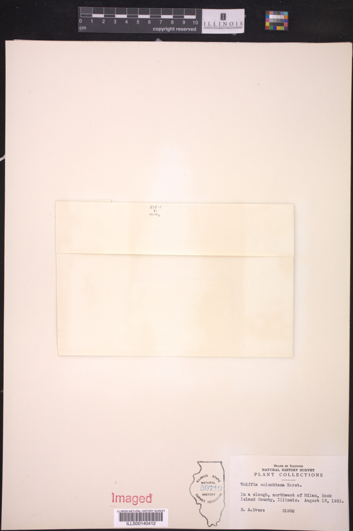 Wolffia columbiana image