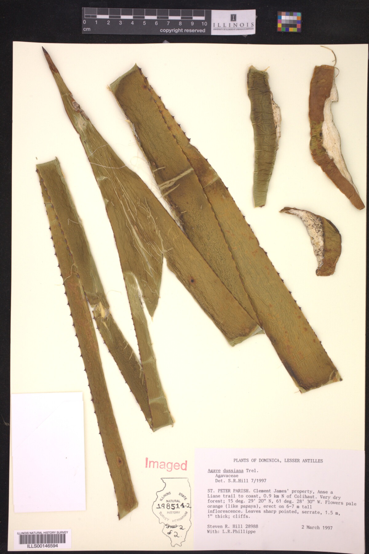 Agave dussiana image