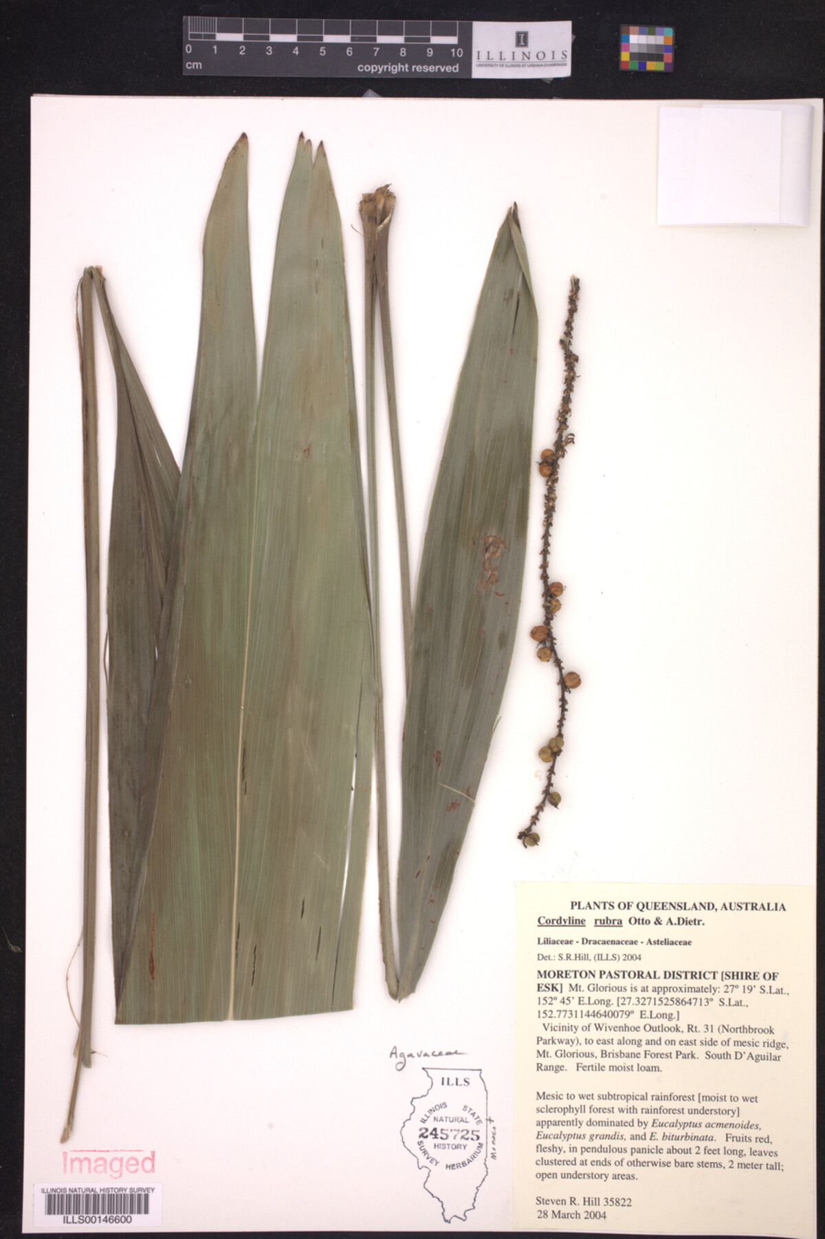 Cordyline rubra image