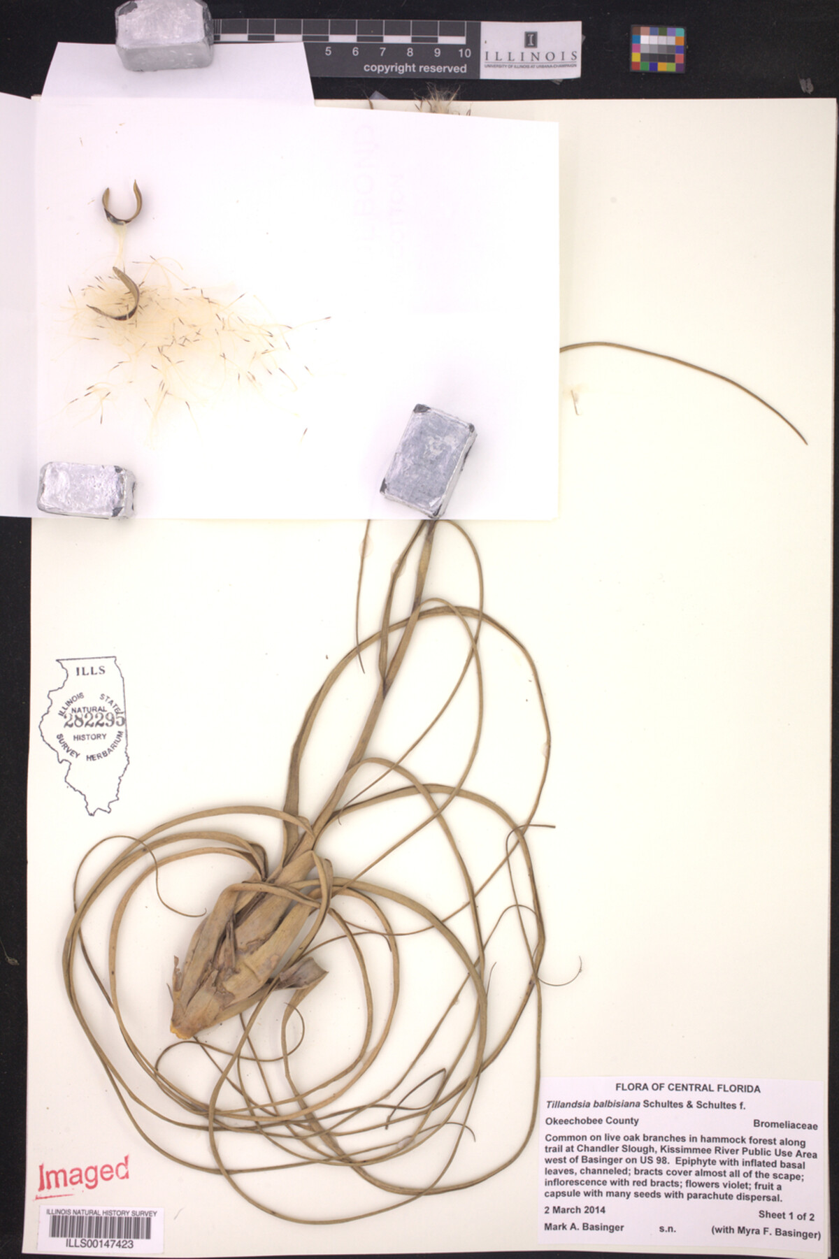 Tillandsia balbisiana image