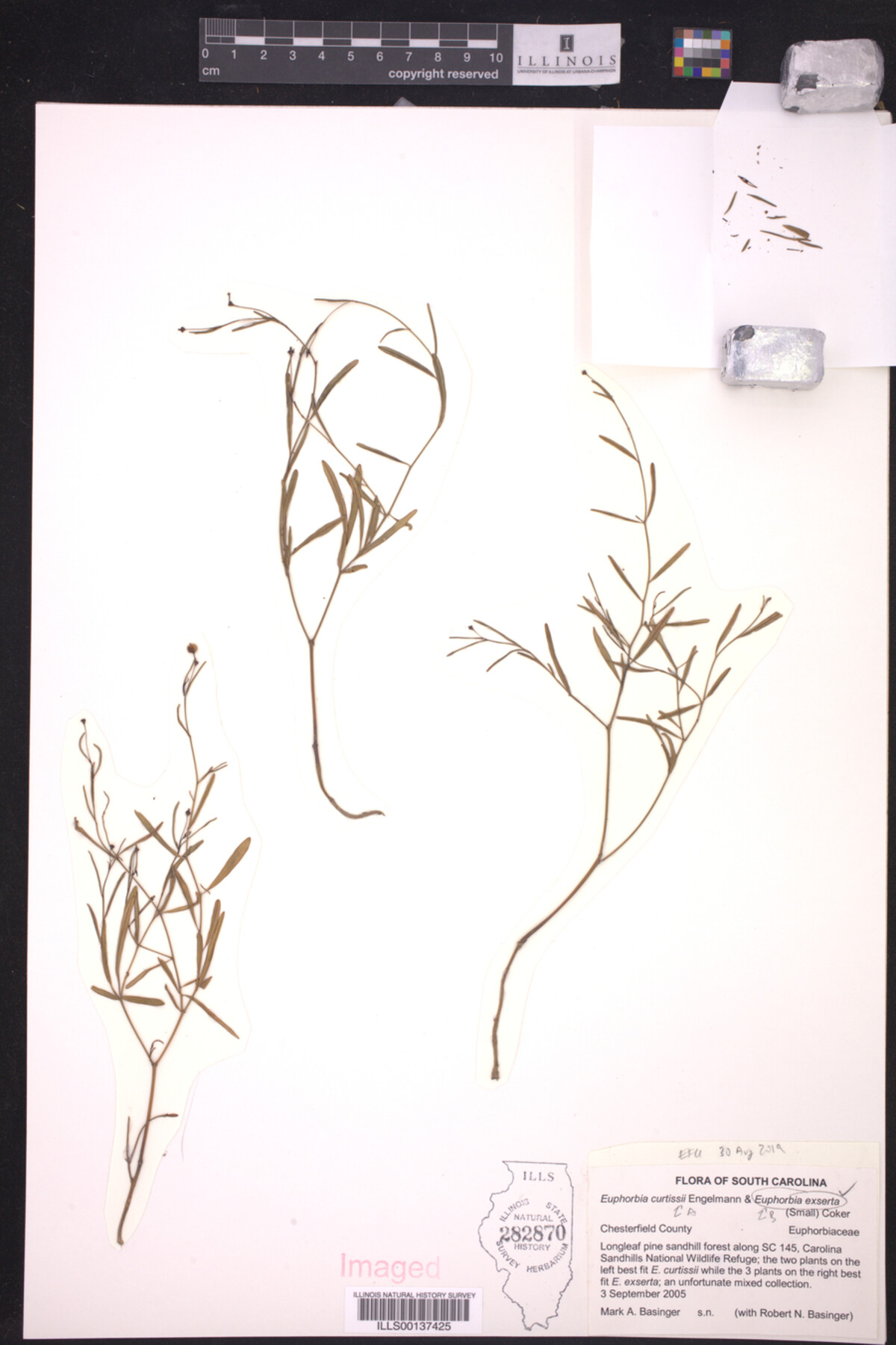 Euphorbia exserta image