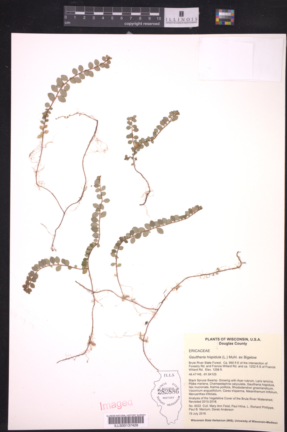 Gaultheria hispidula image
