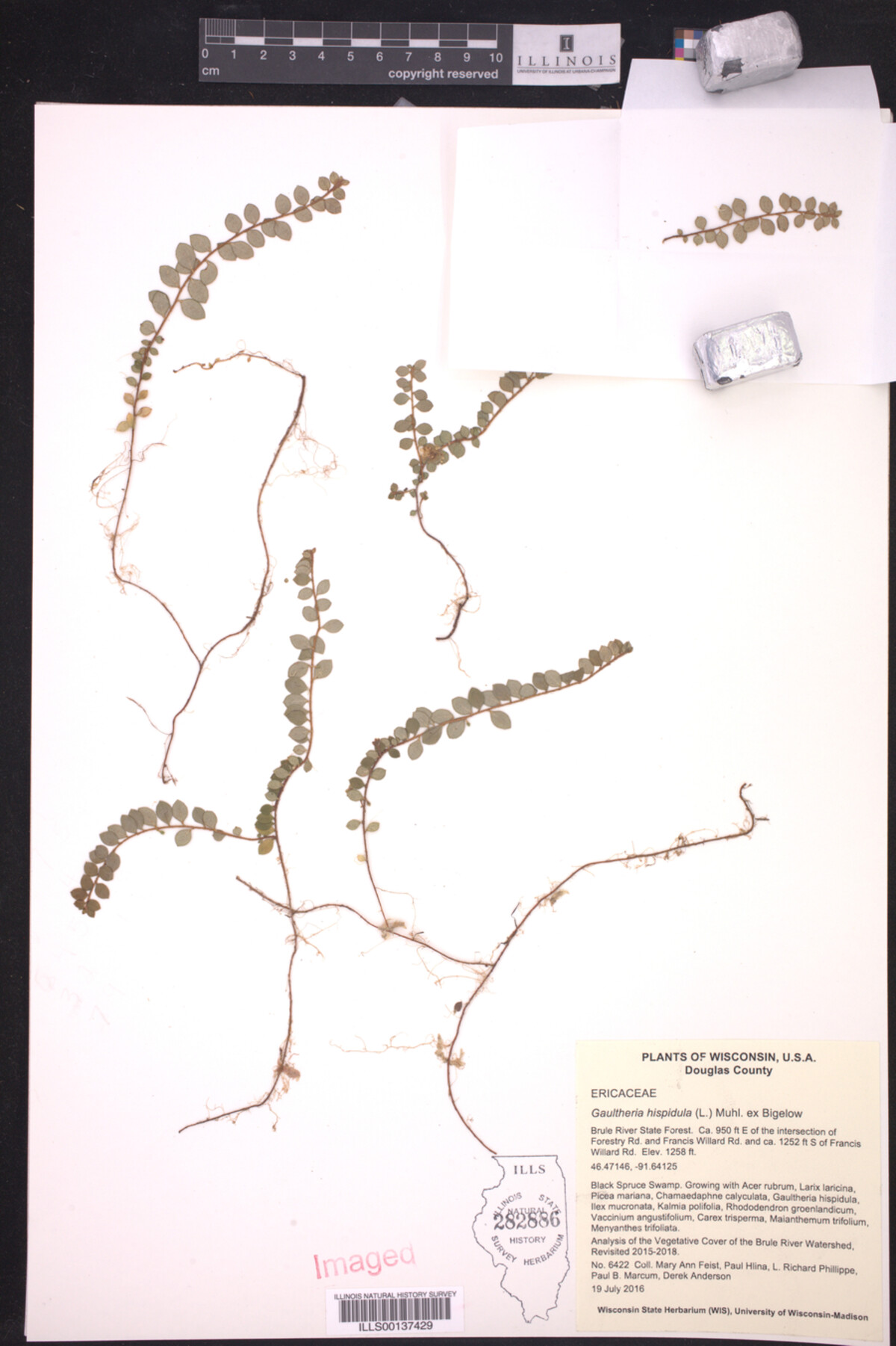 Gaultheria image