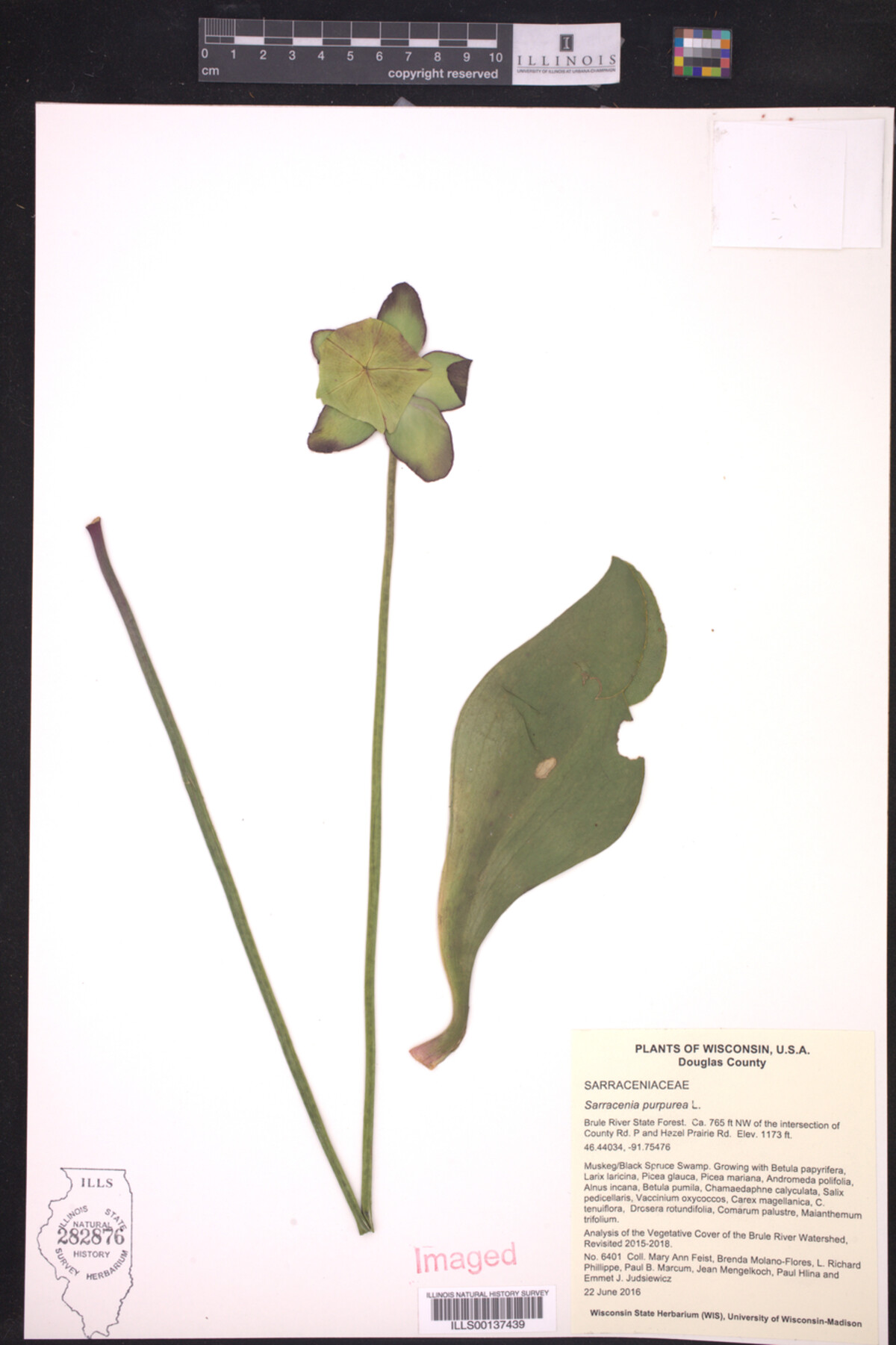 Sarraceniaceae image