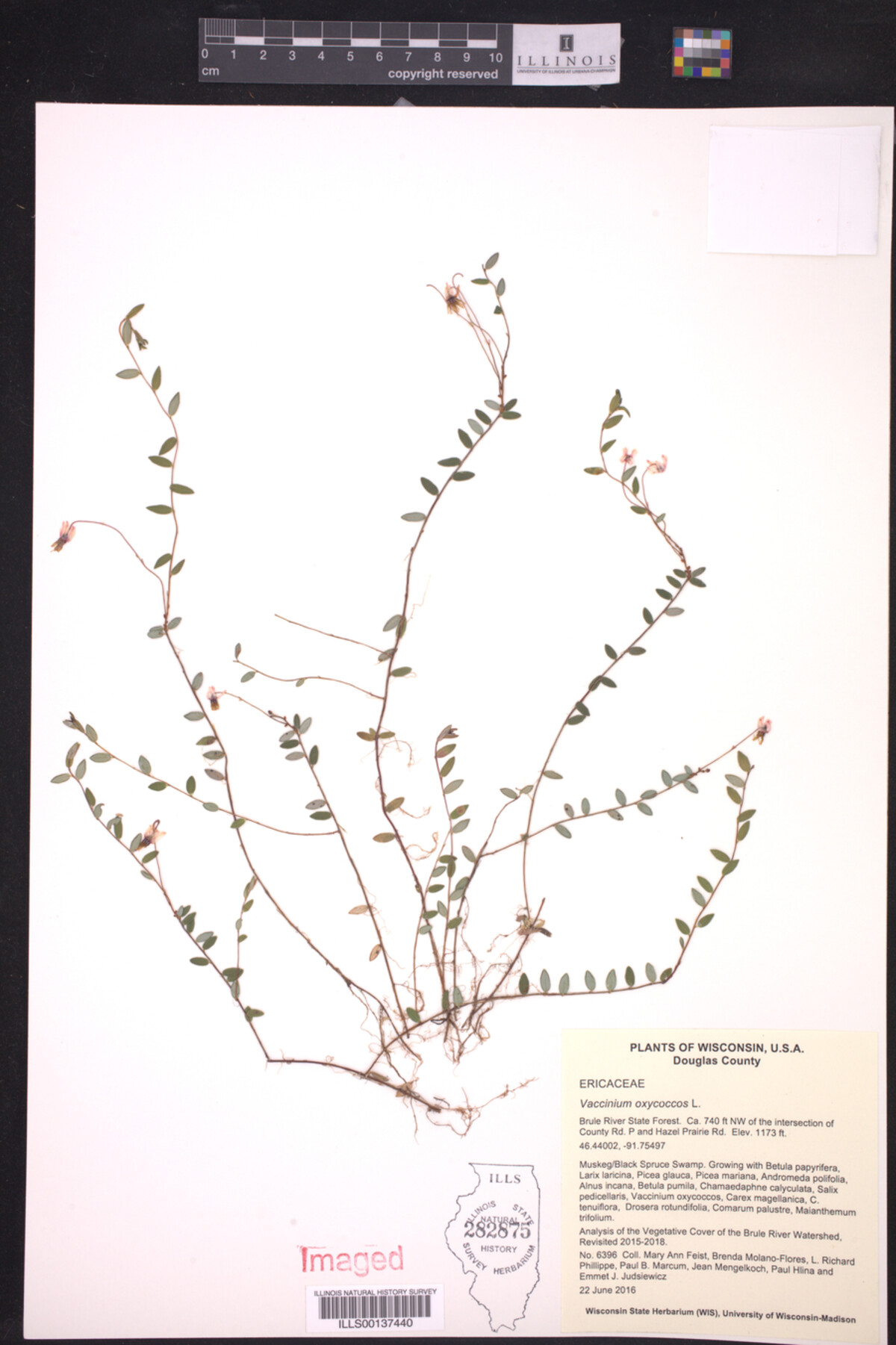 Vaccinium oxycoccos image
