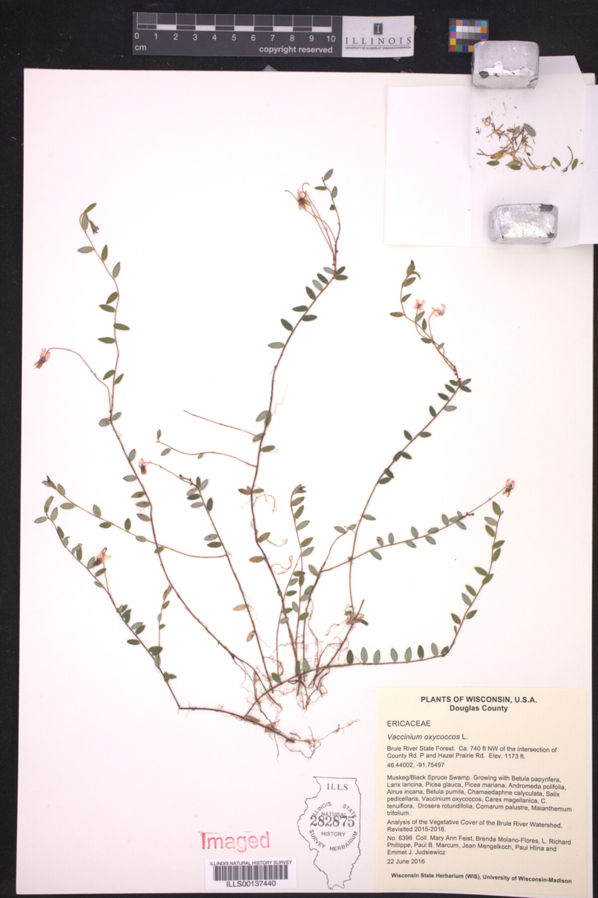 Vaccinium oxycoccos image
