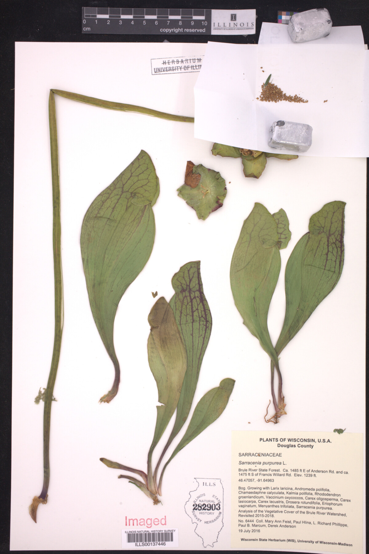 Sarracenia image