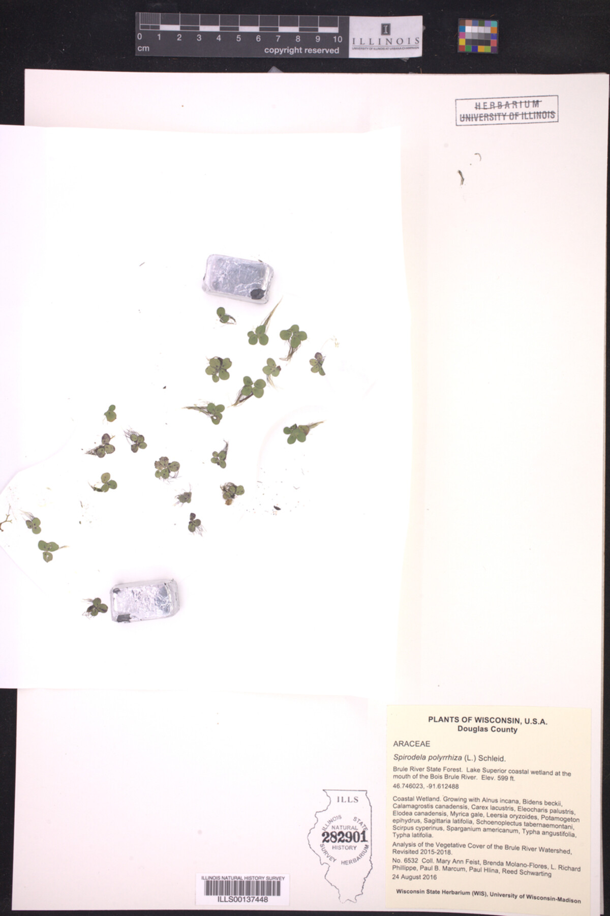 Spirodela polyrrhiza image