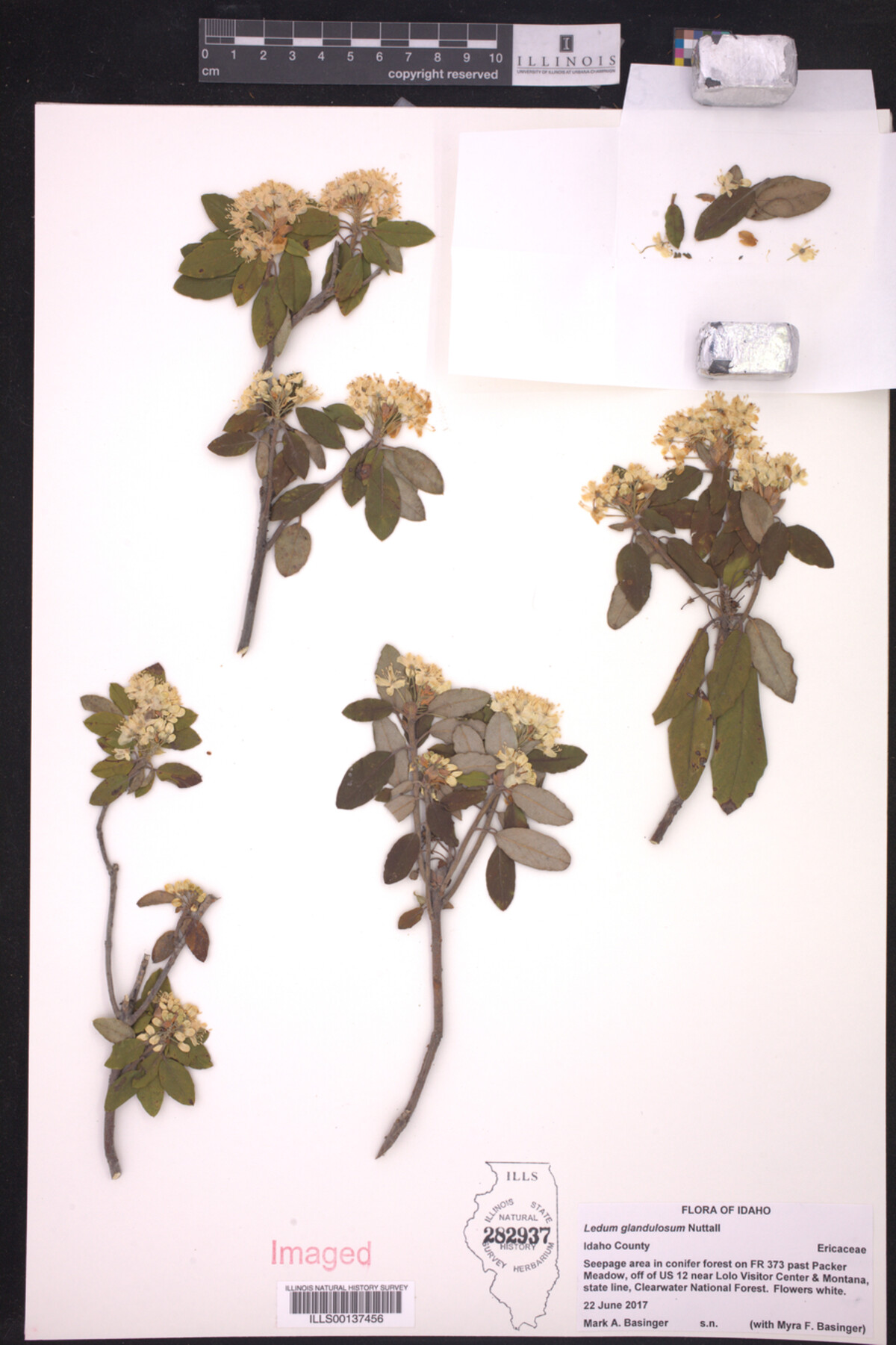 Ledum image