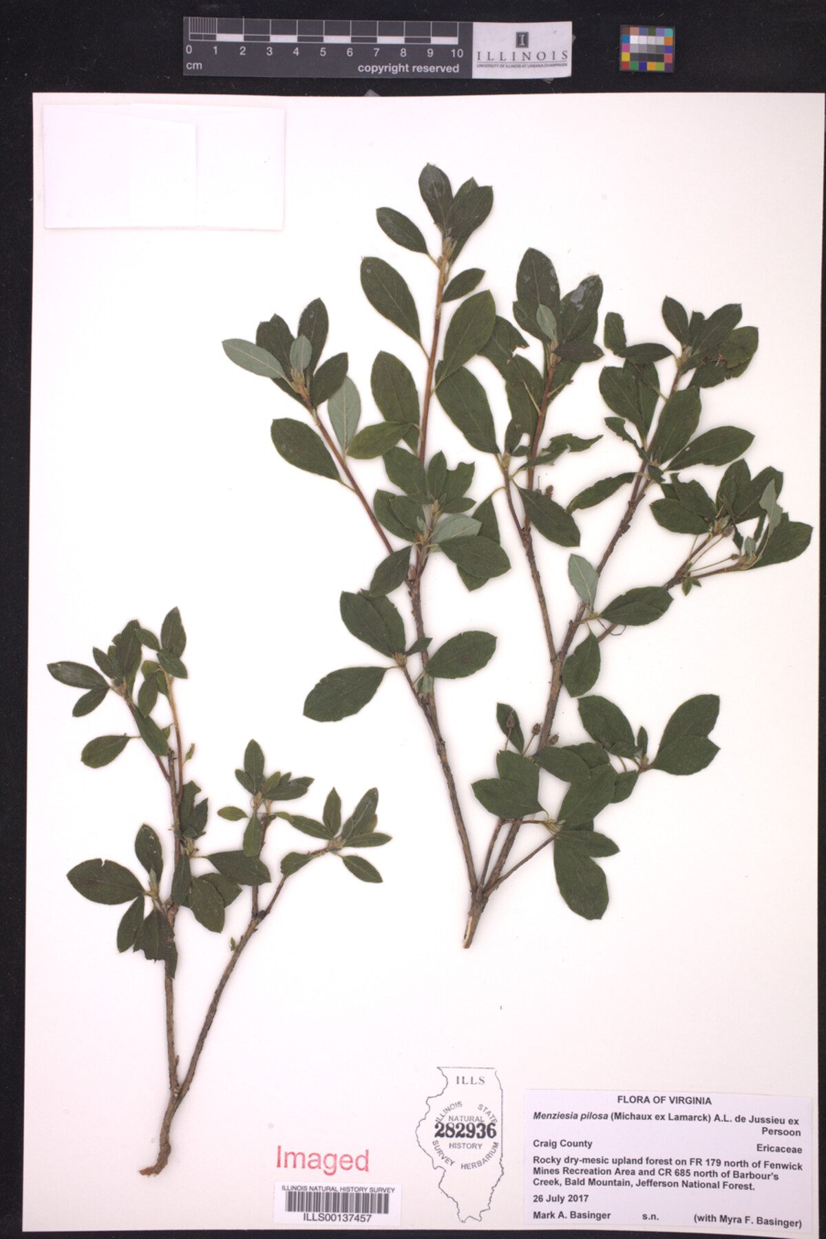 Menziesia pilosa image