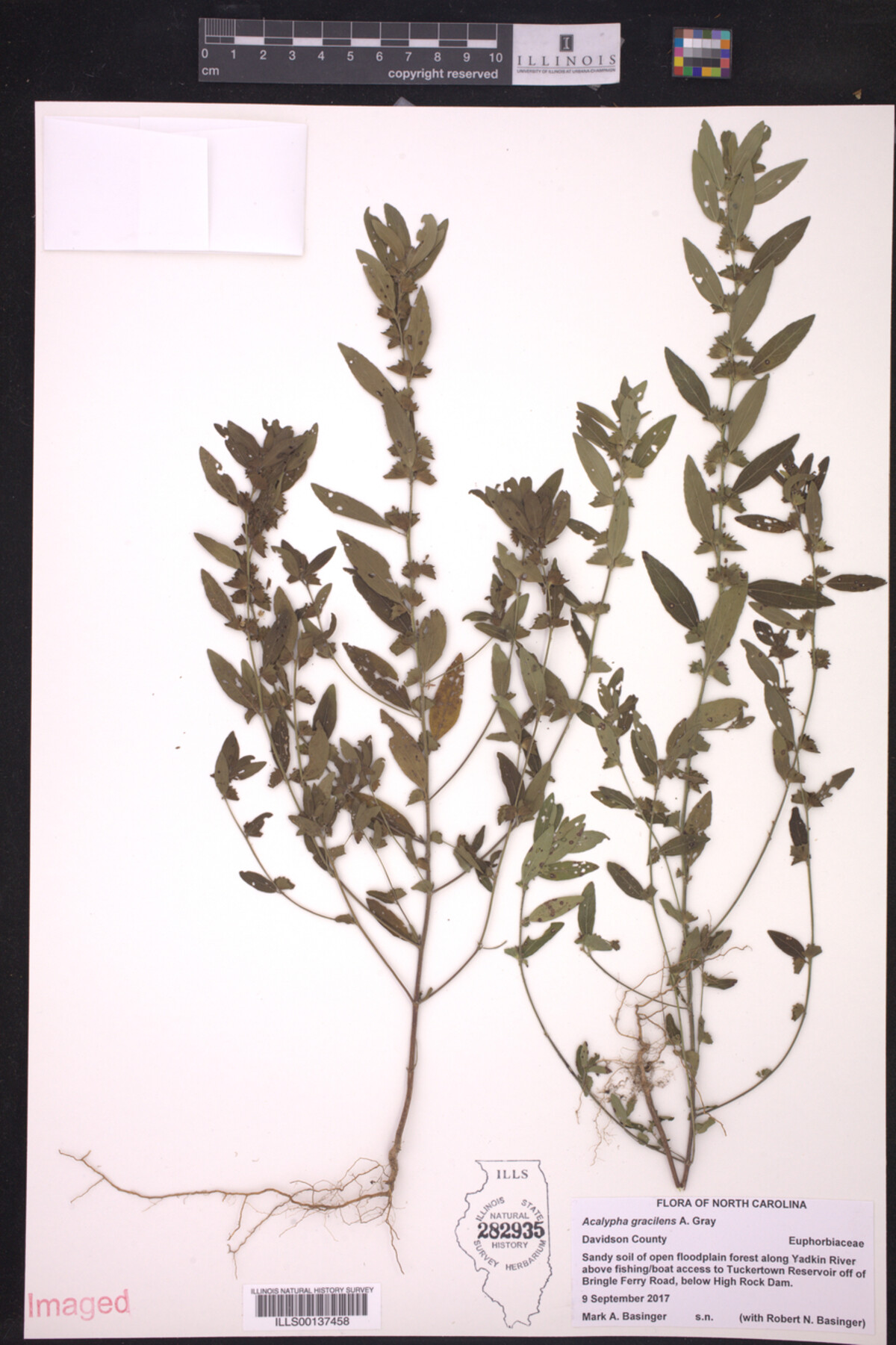 Acalypha gracilens image