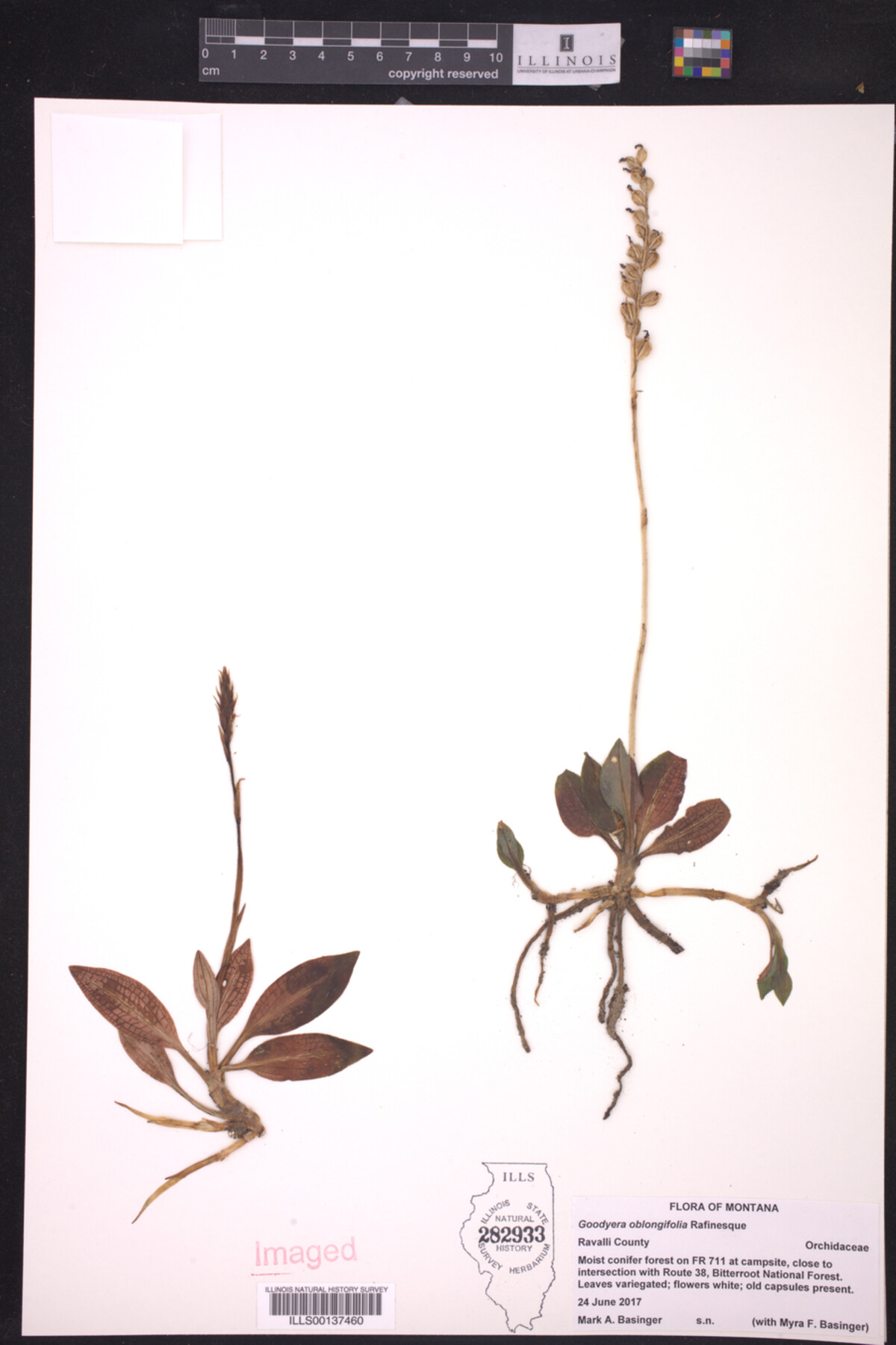 Goodyera image