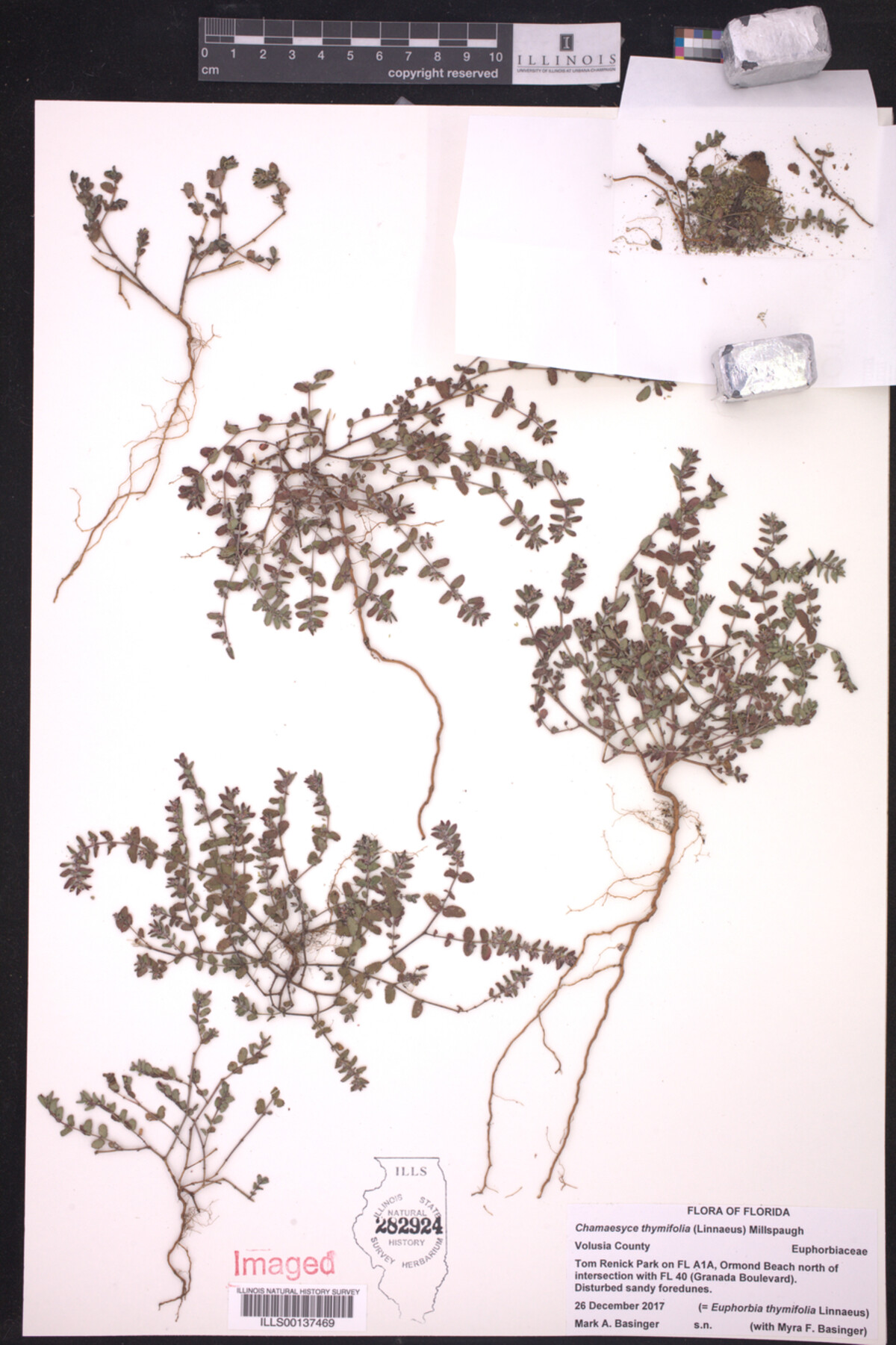 Euphorbia thymifolia image