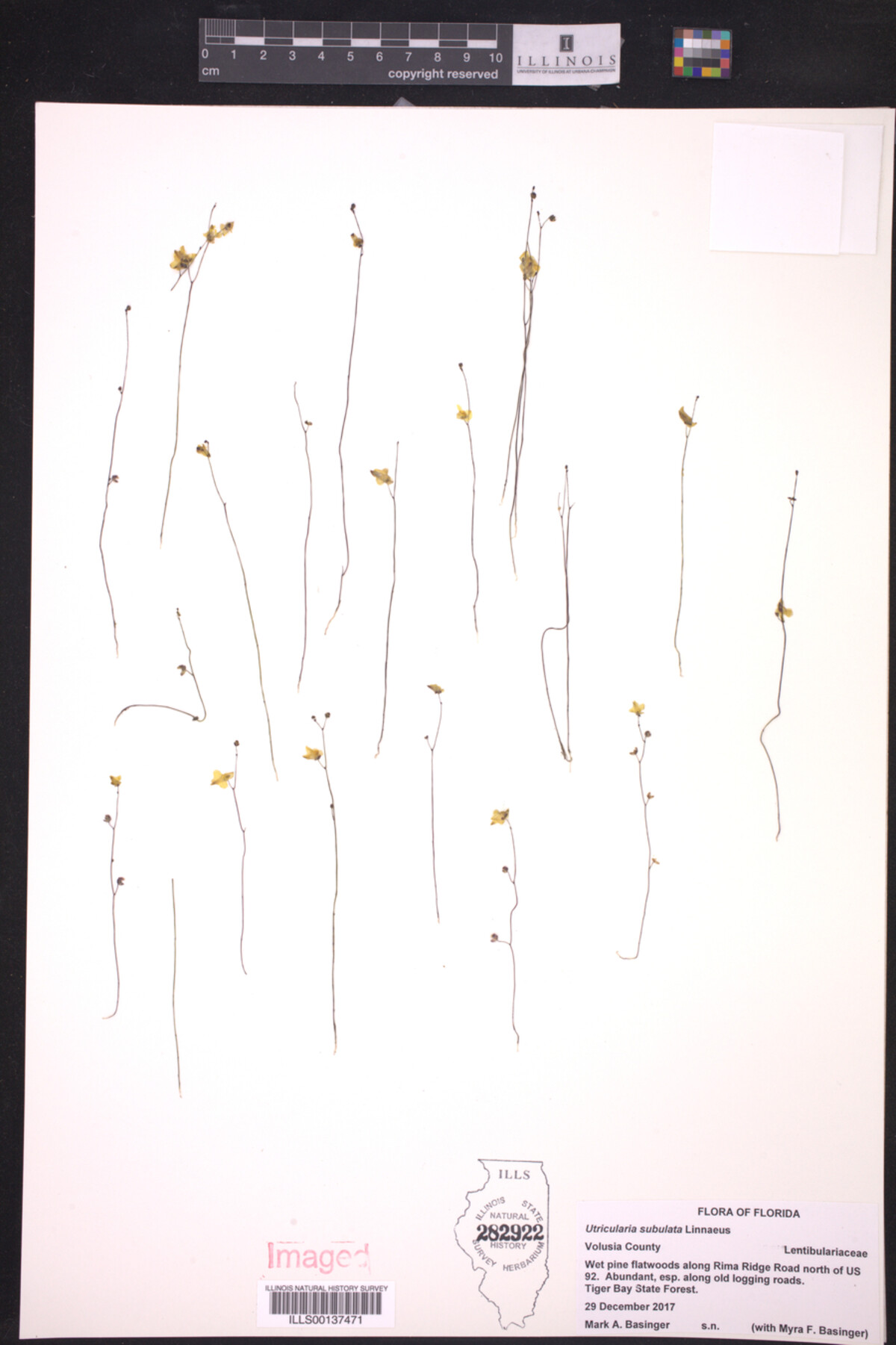 Utricularia image