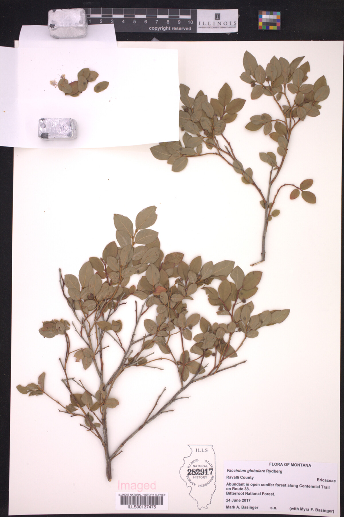 Vaccinium globulare image