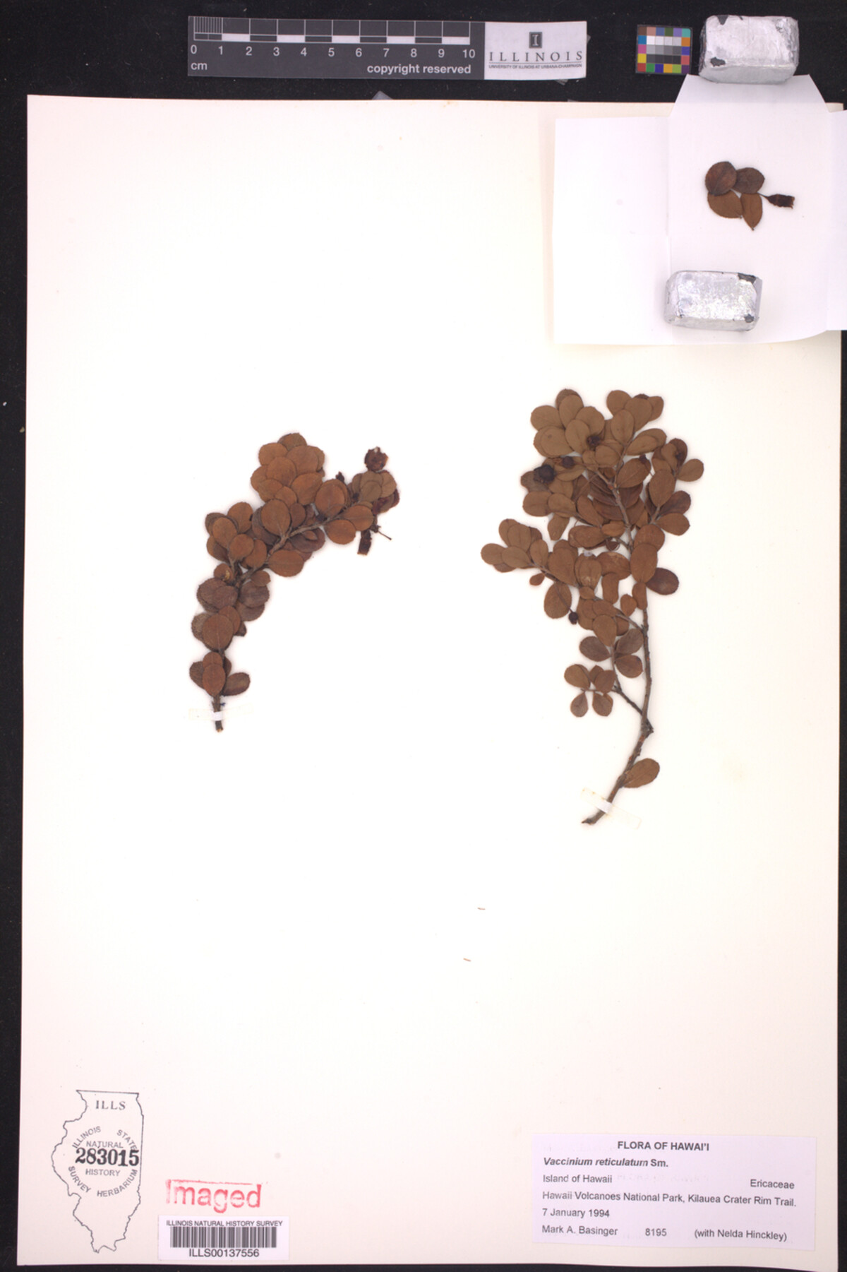 Vaccinium reticulatum image