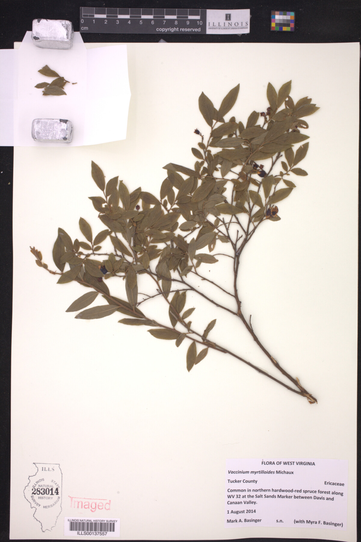 Vaccinium myrtilloides image