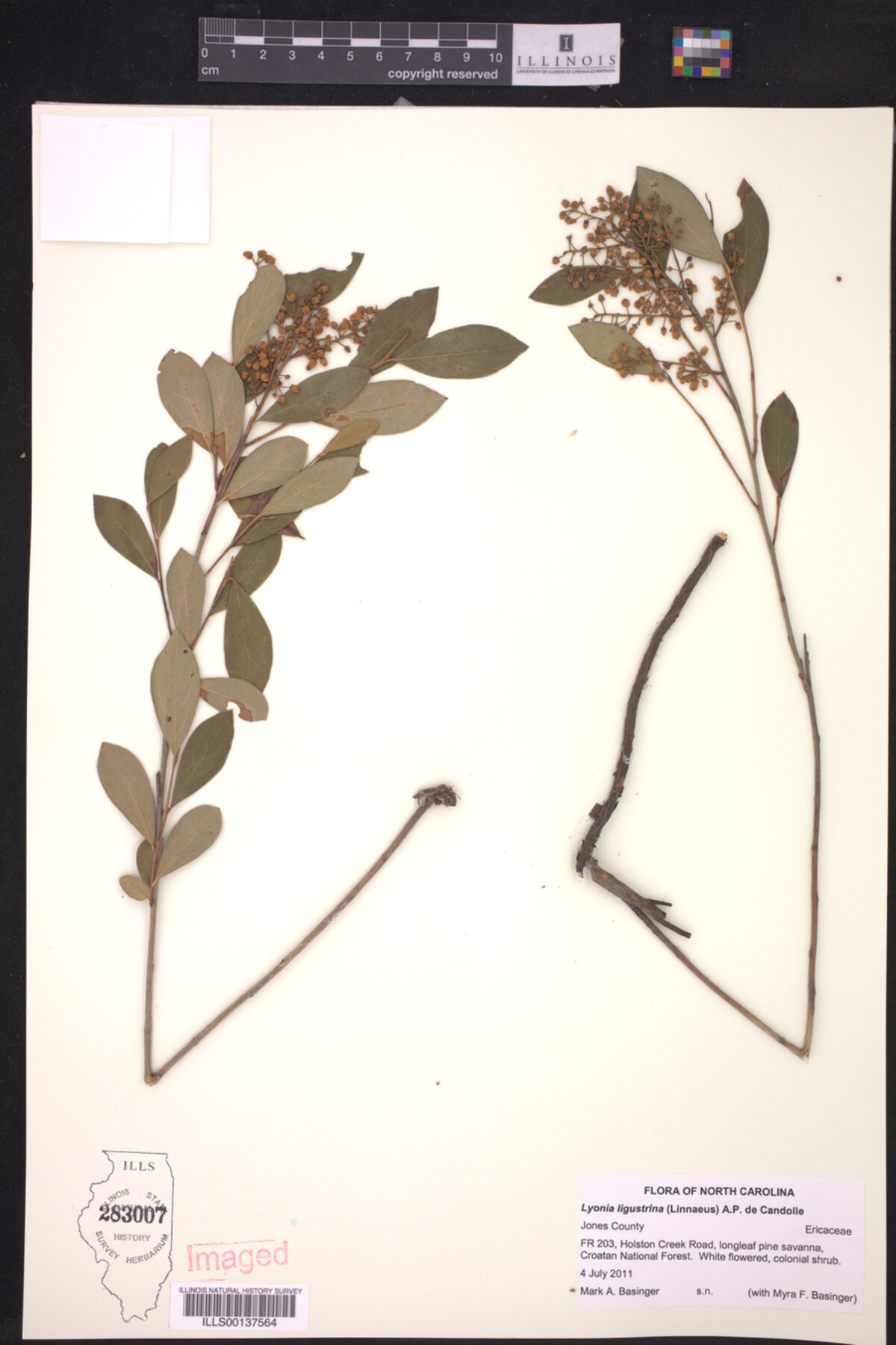 Lyonia ligustrina image