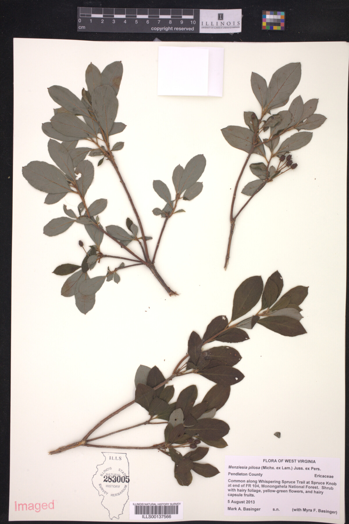 Menziesia pilosa image