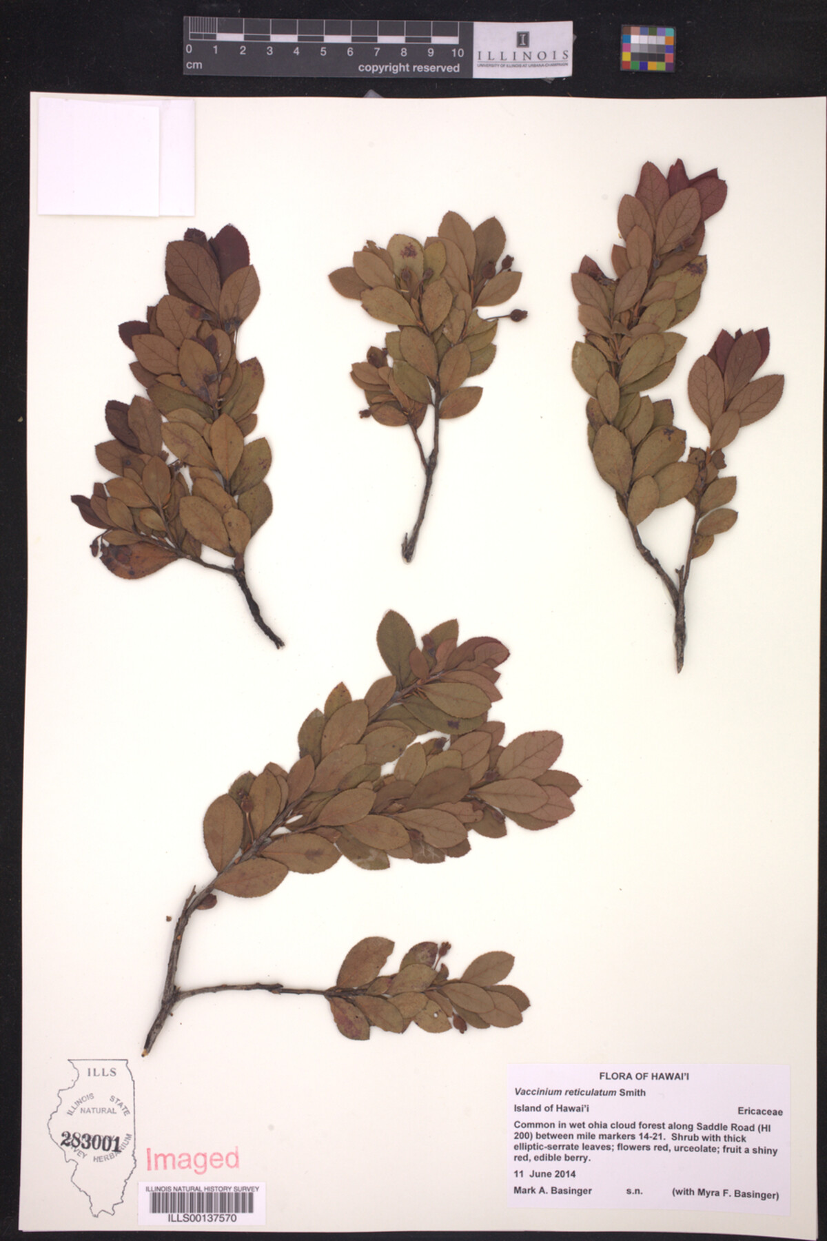 Vaccinium reticulatum image