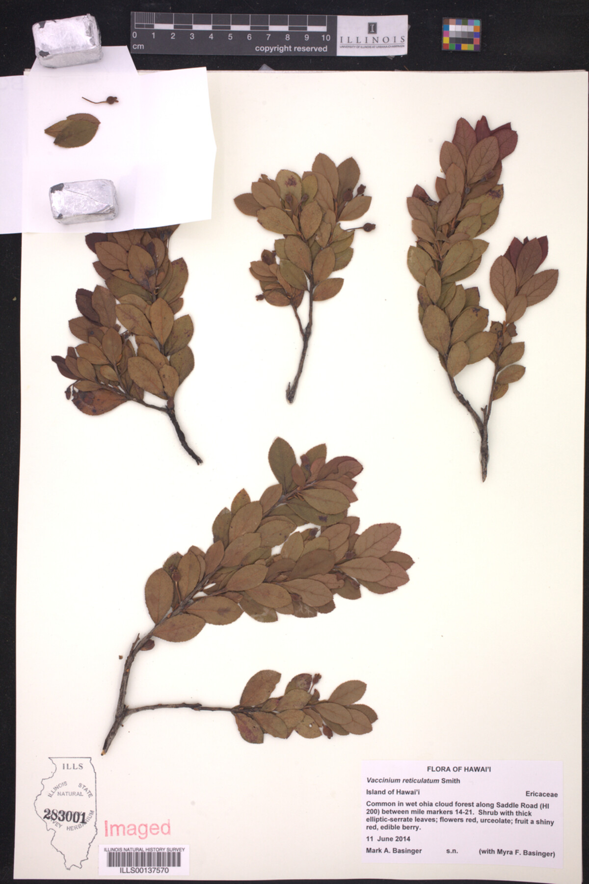 Vaccinium image