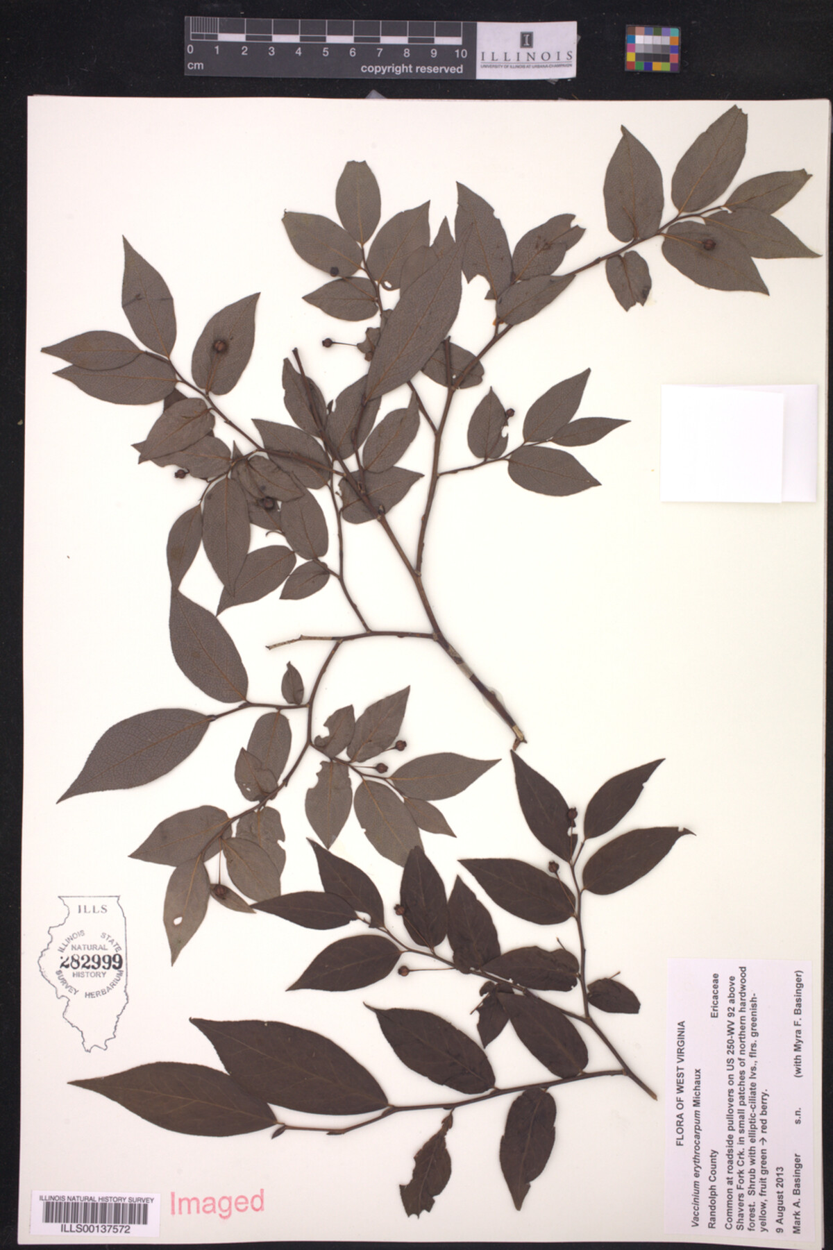 Vaccinium erythrocarpum image