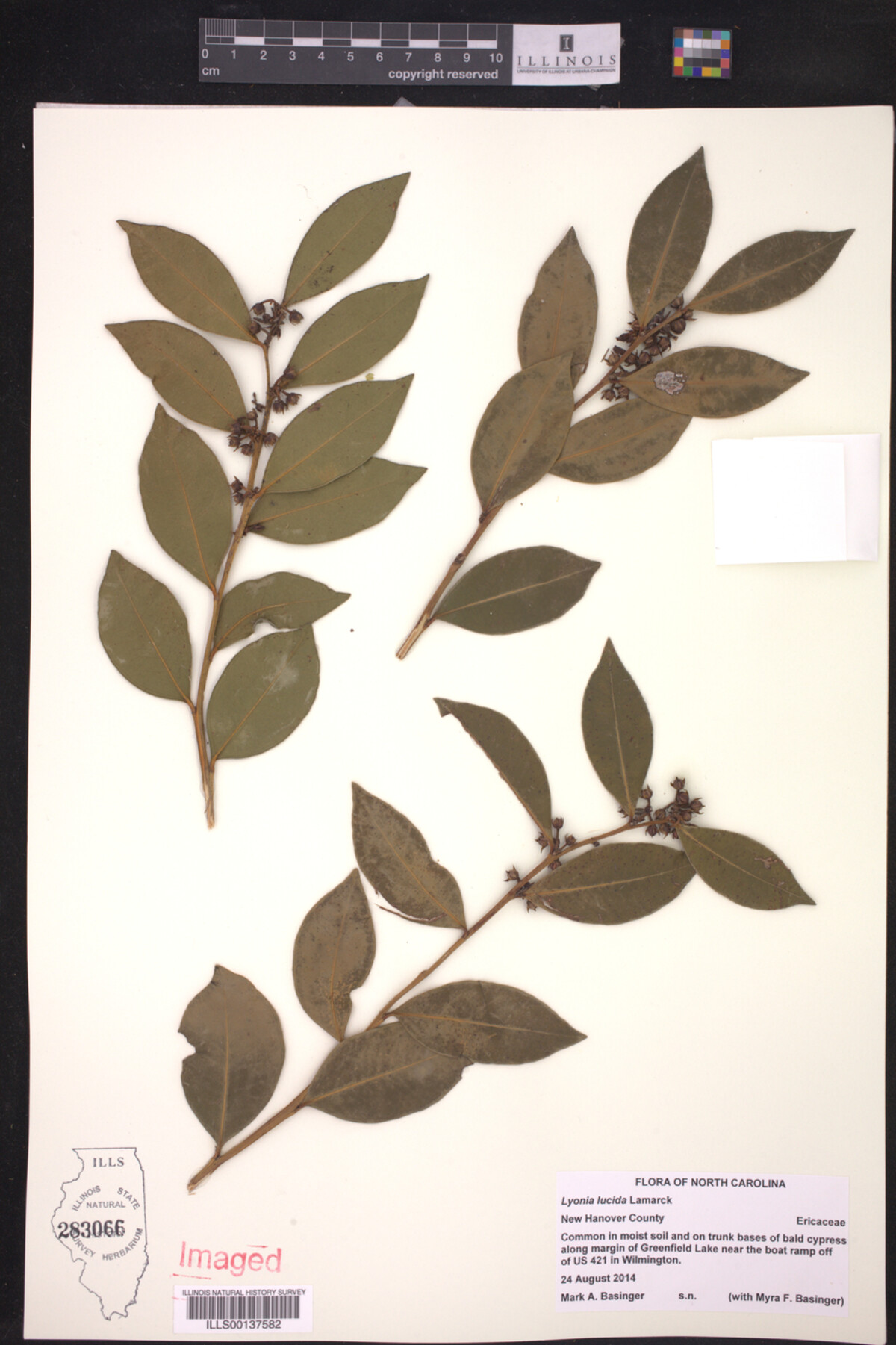 Lyonia lucida image