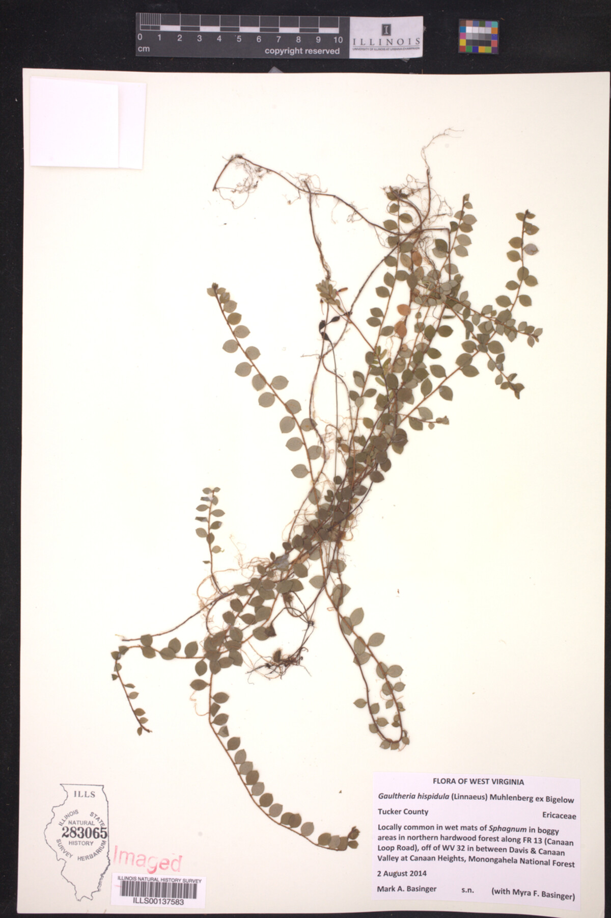 Gaultheria hispidula image