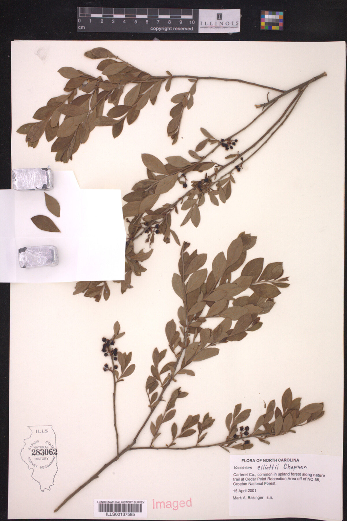 Vaccinium elliottii image
