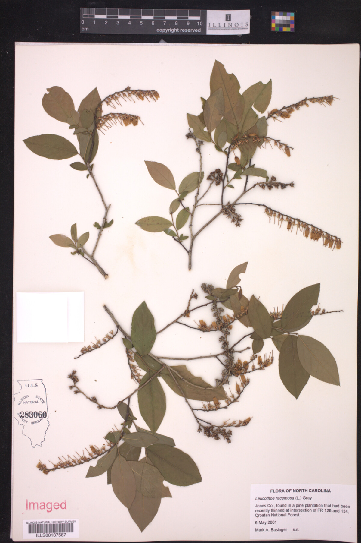 Leucothoe racemosa image