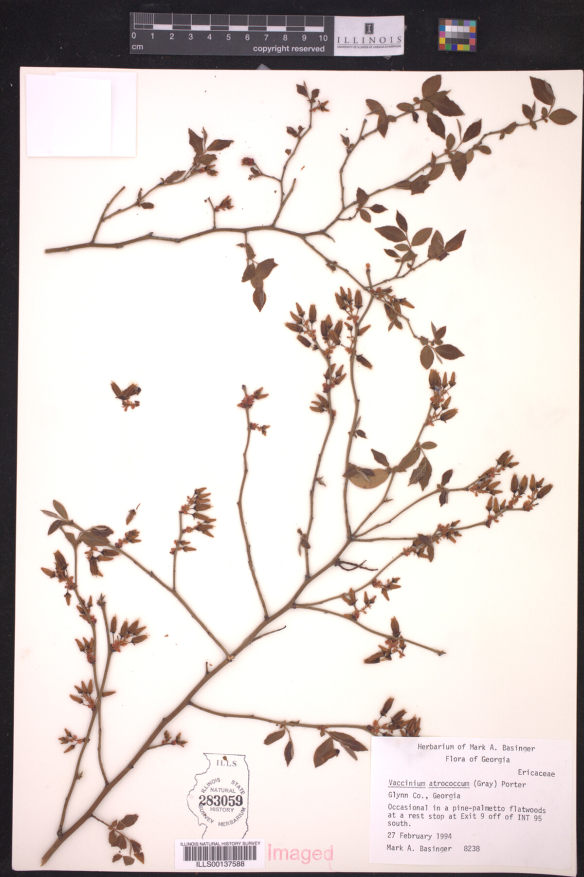 Vaccinium atrococcum image