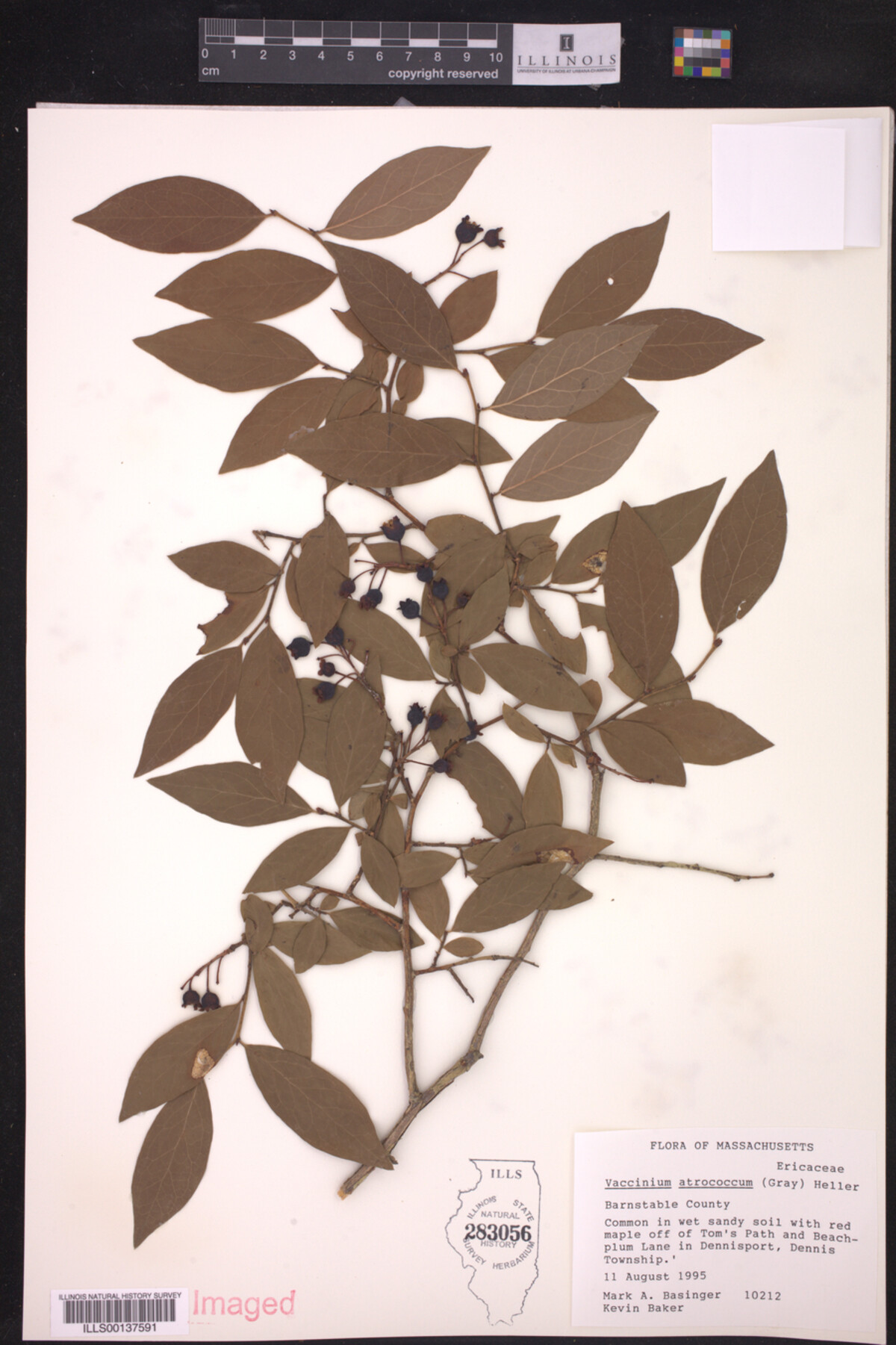 Vaccinium atrococcum image