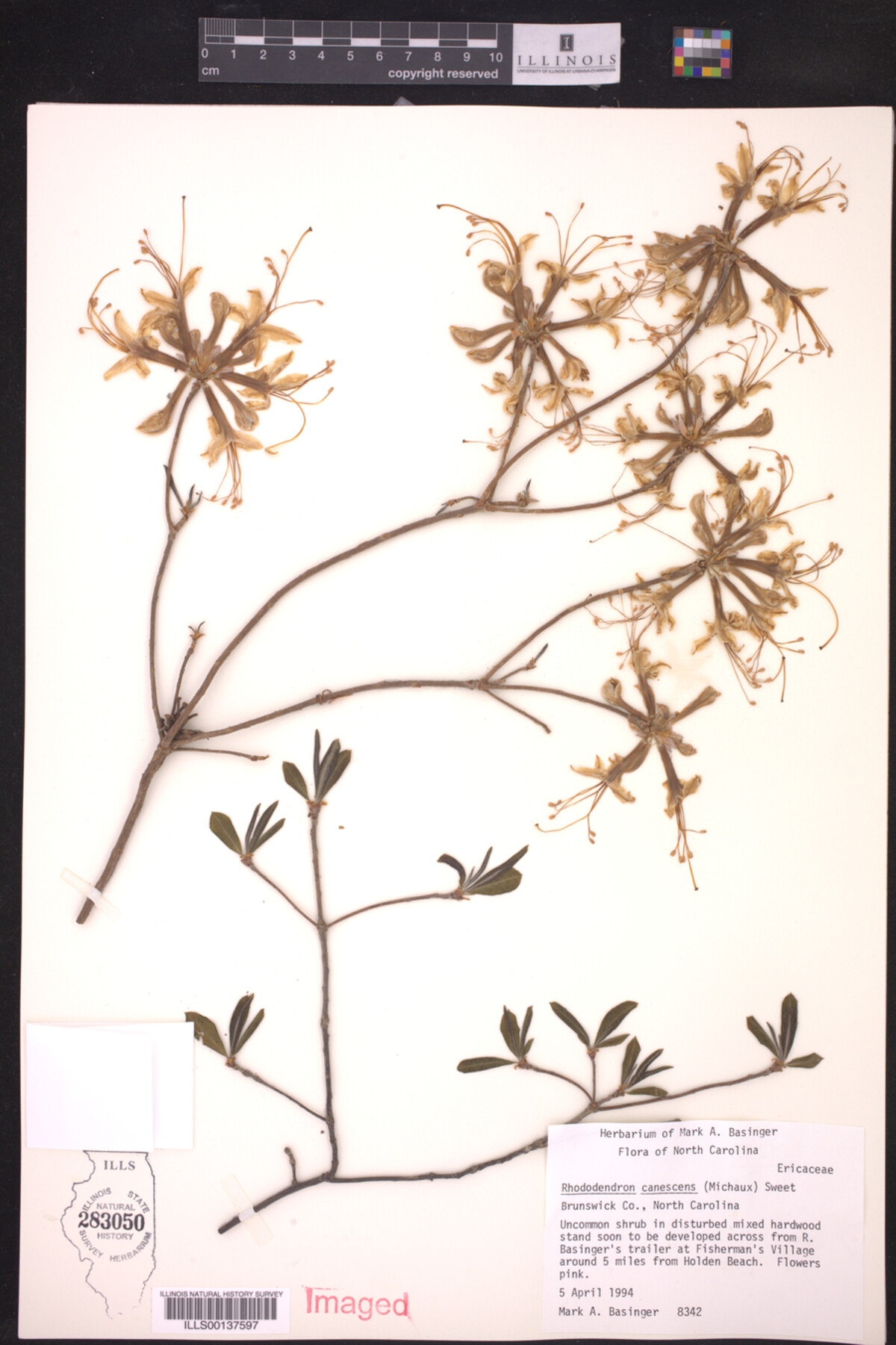Rhododendron canescens image