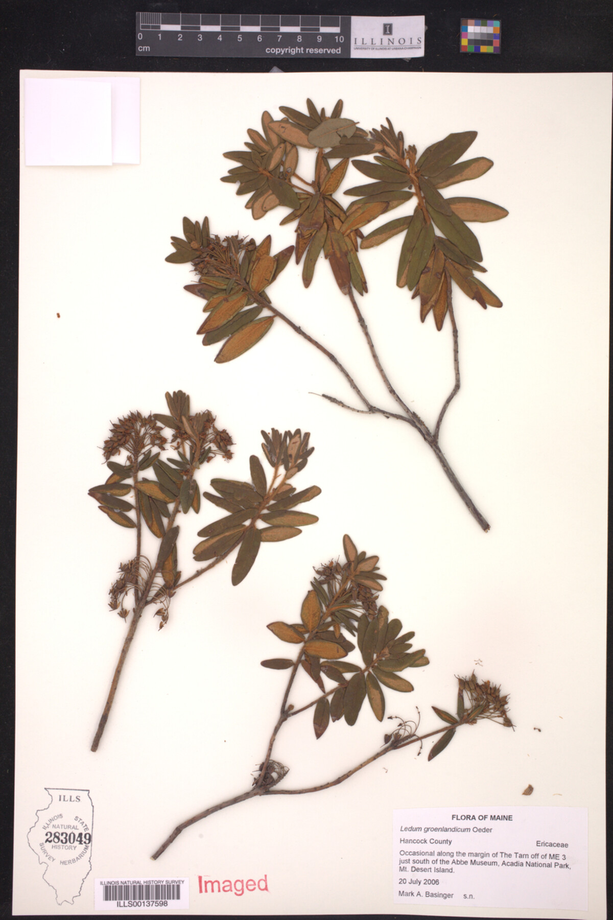 Ledum palustre subsp. groenlandicum image