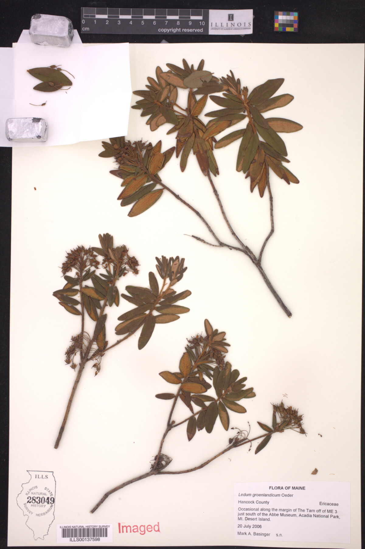 Ledum palustre subsp. groenlandicum image