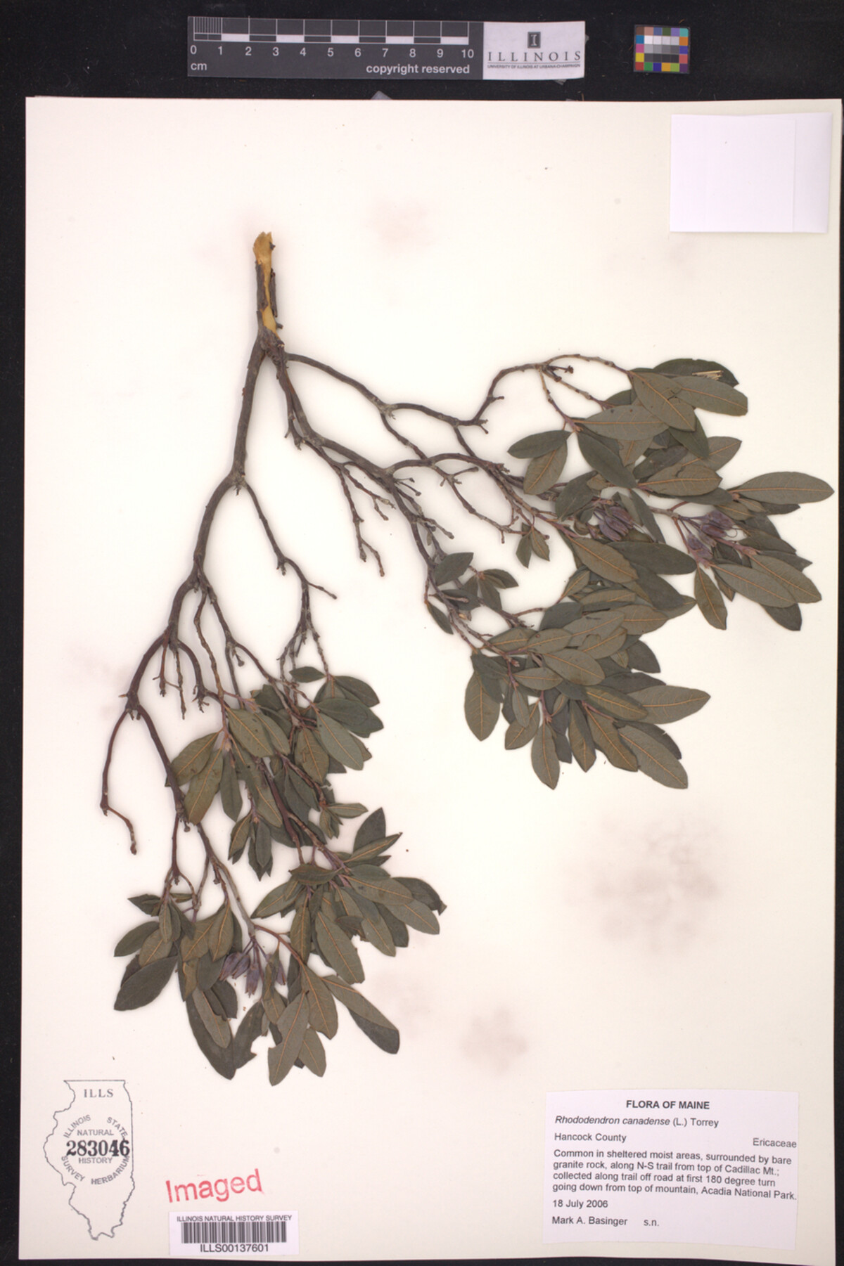 Rhododendron image