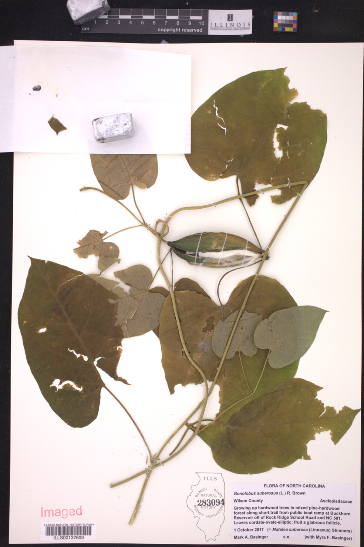 Gonolobus suberosus image