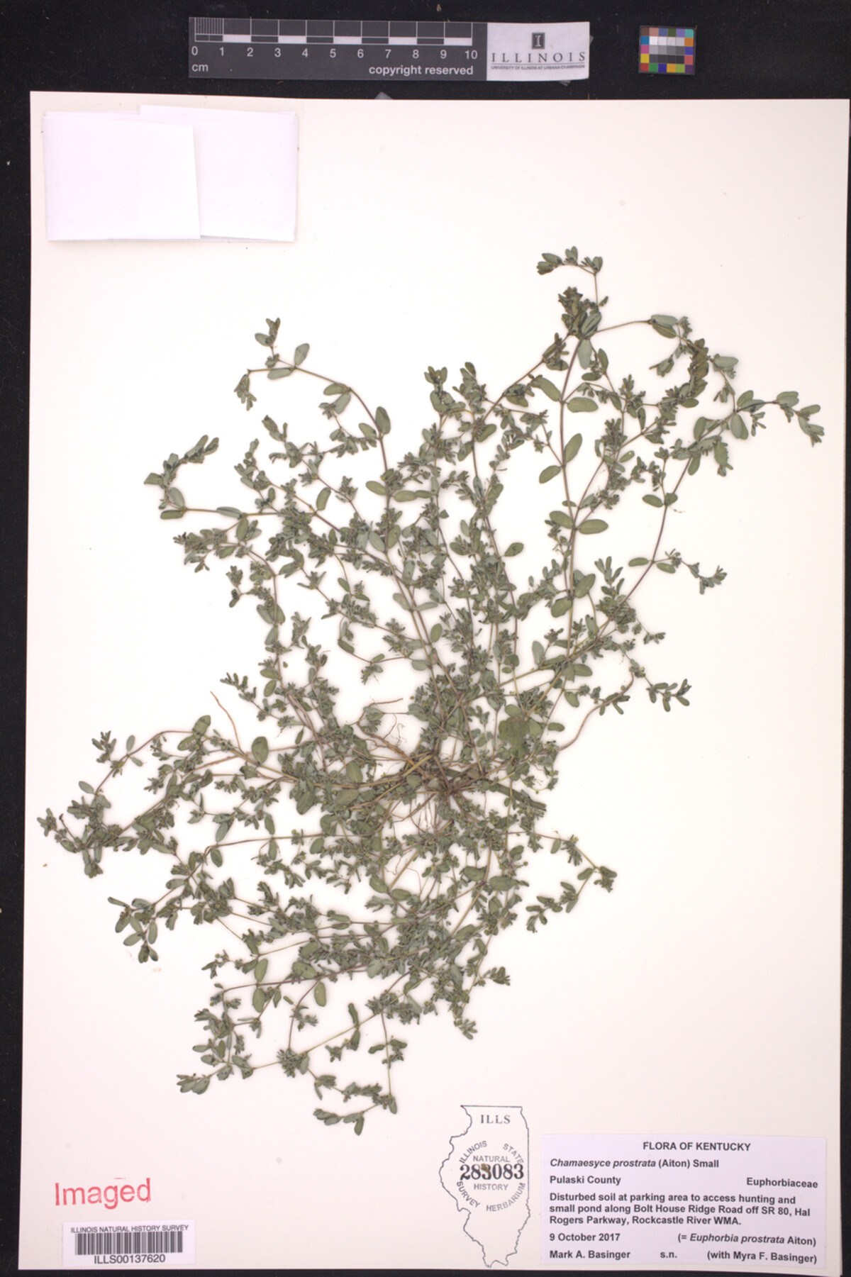 Euphorbia prostrata image