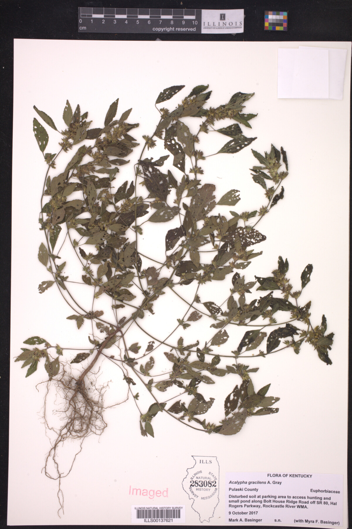 Acalypha gracilens image