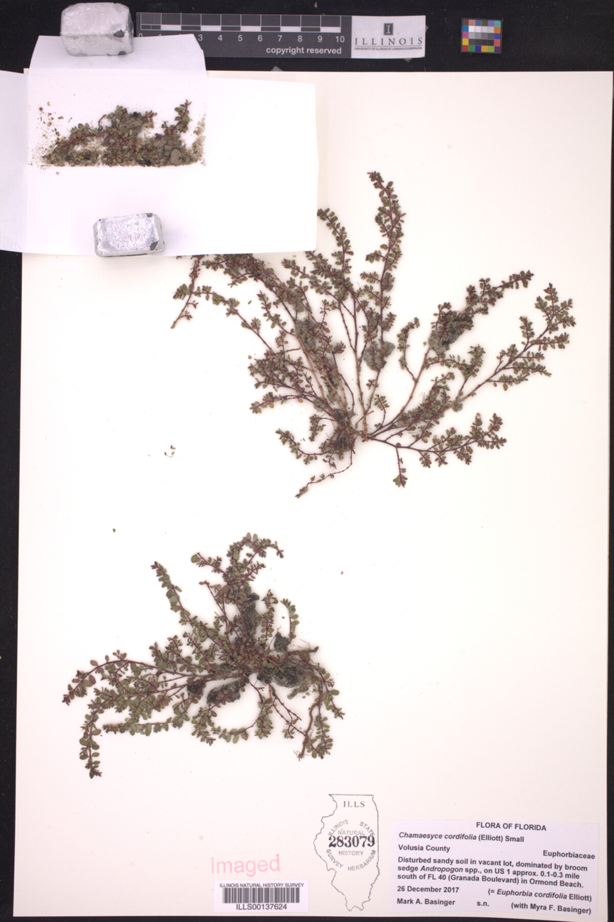 Euphorbia cordifolia image