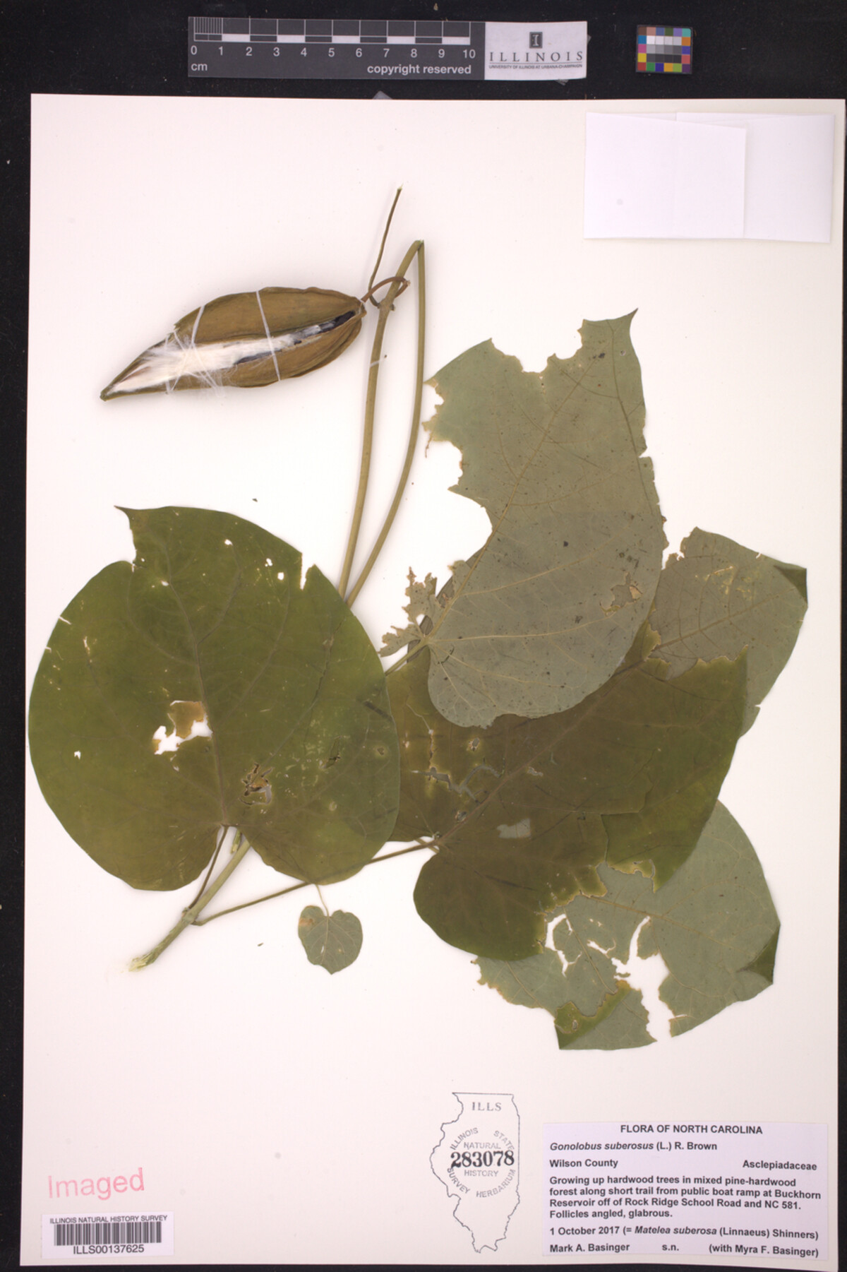 Gonolobus suberosus image