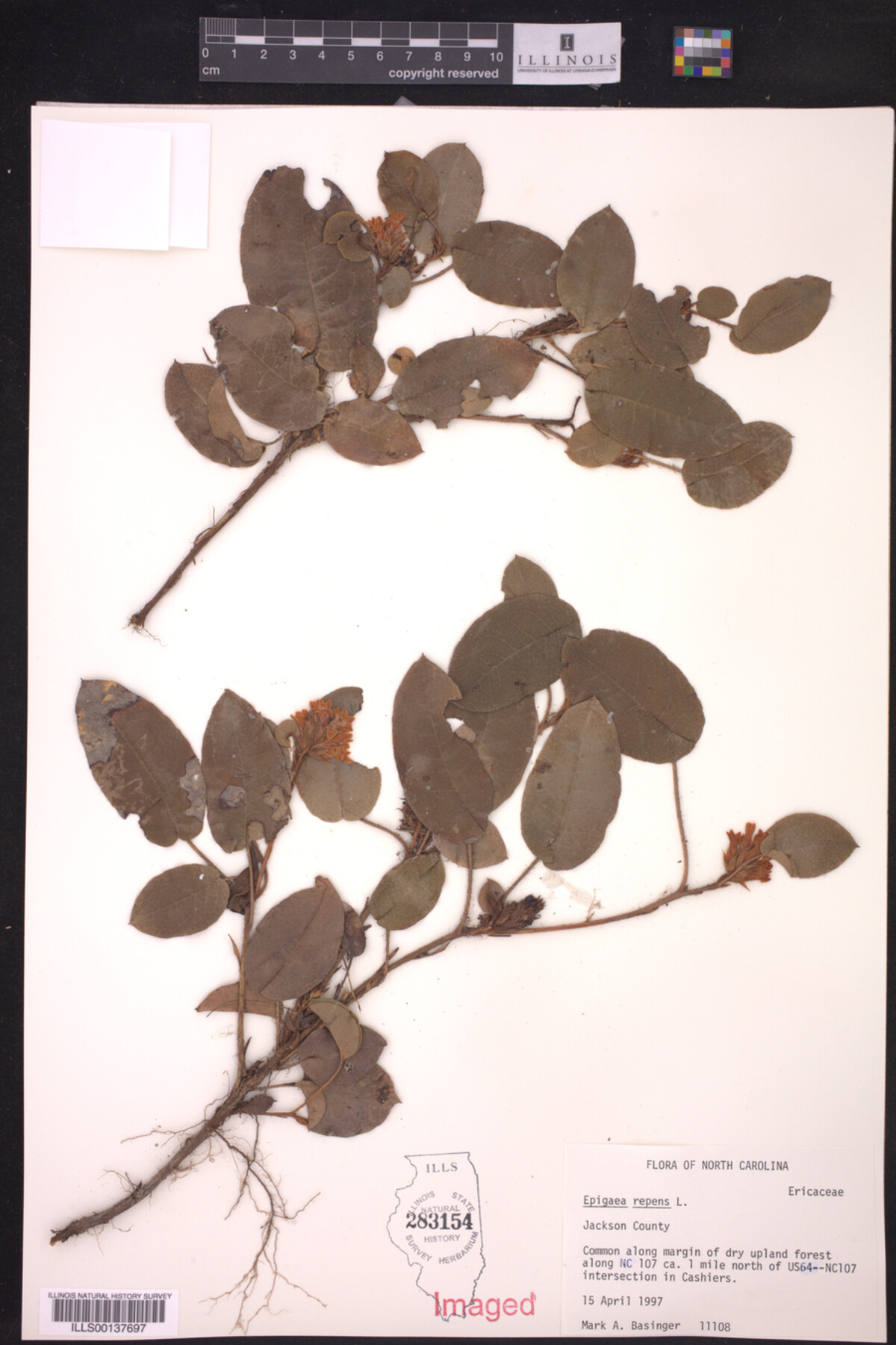 Ericaceae image