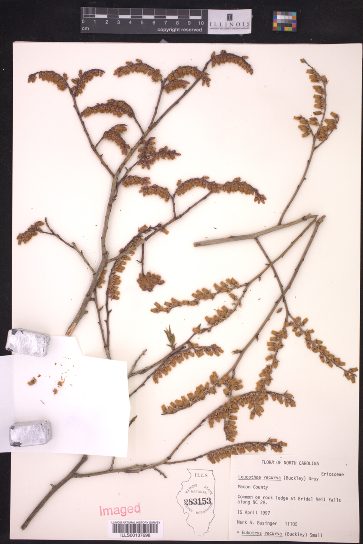 Leucothoe recurva image