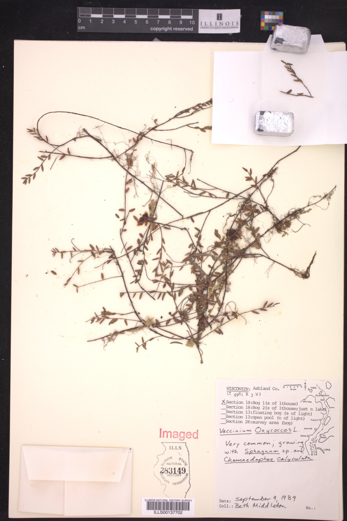 Vaccinium oxycoccos image